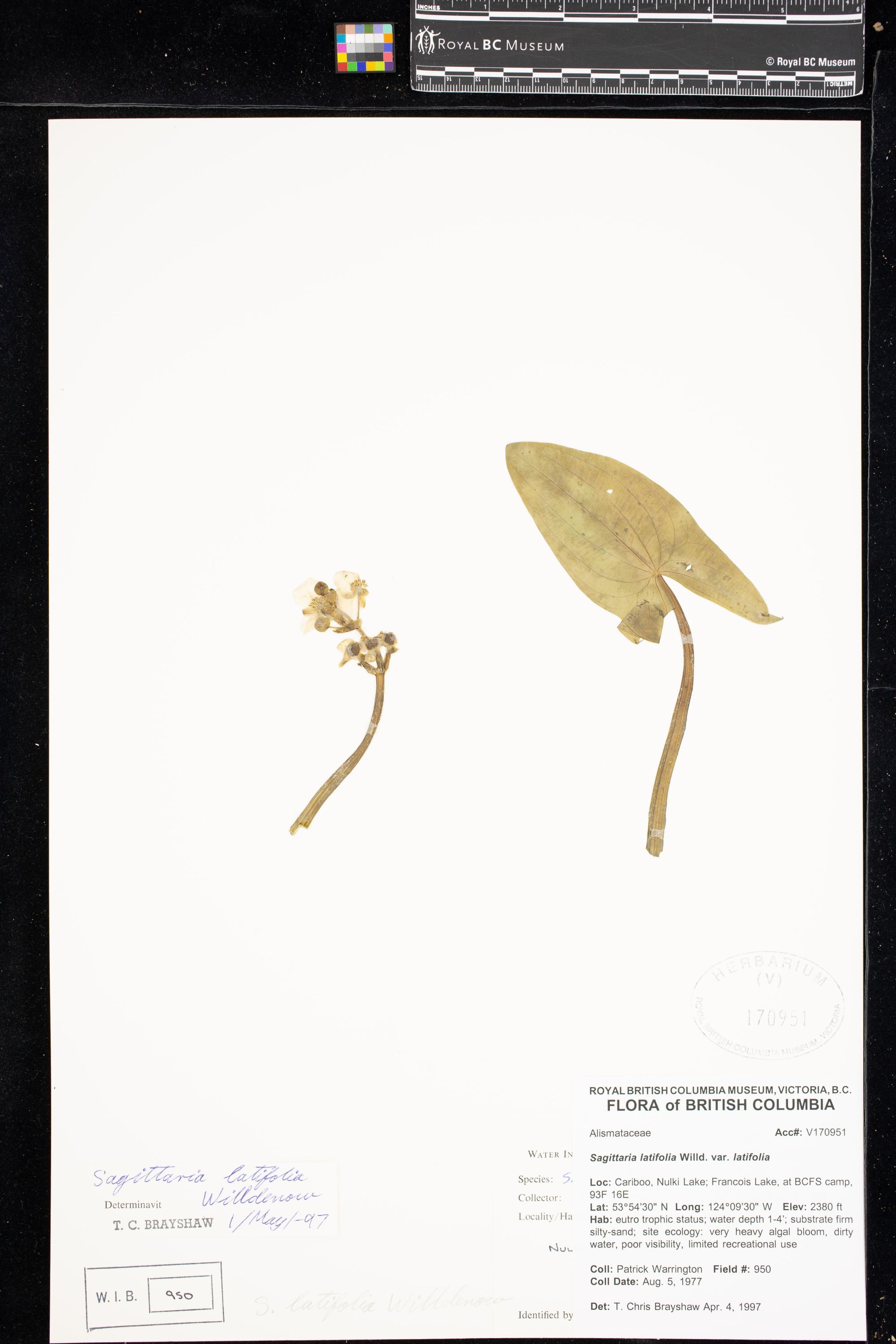 Image representing Sagittaria latifolia var. latifolia.