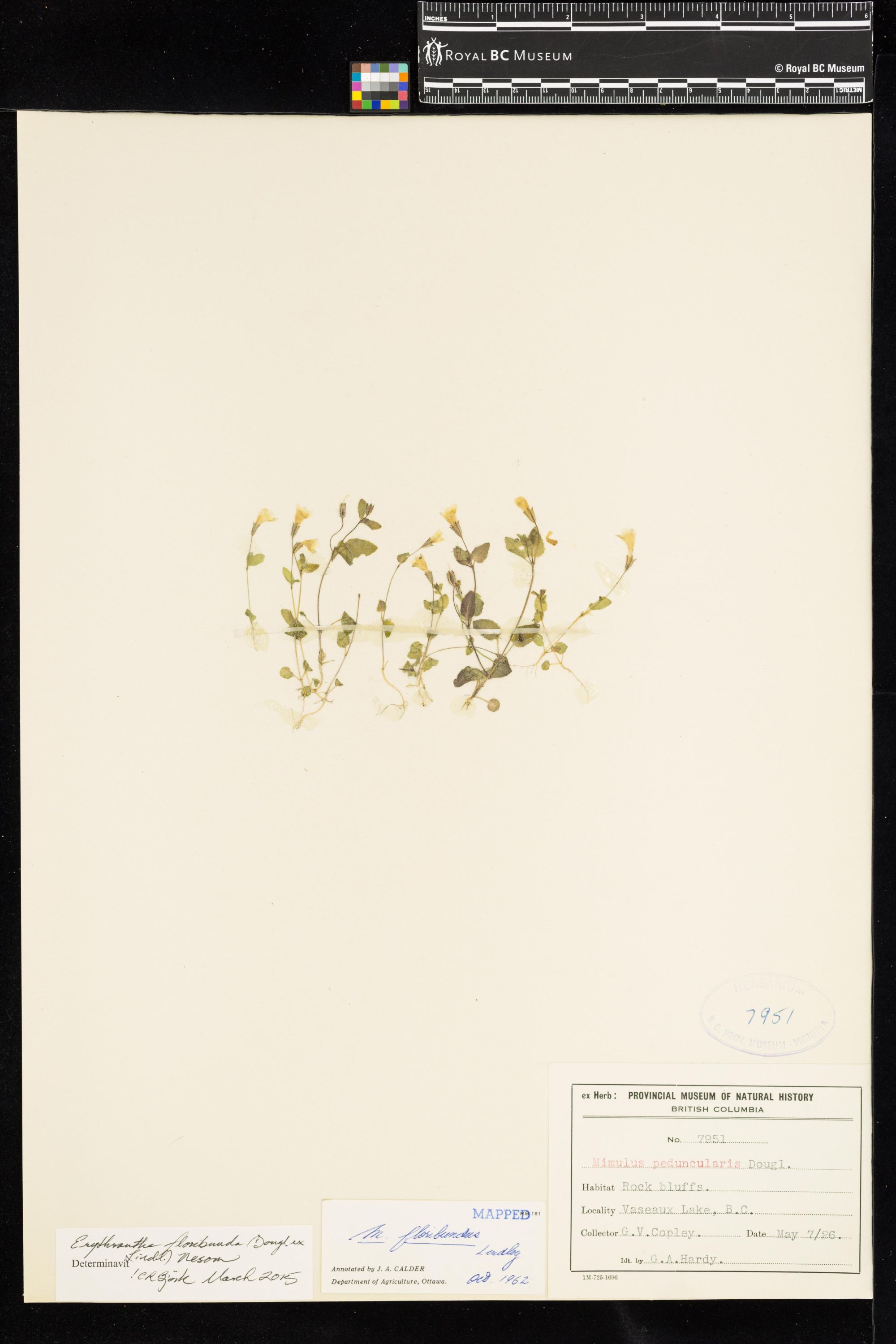 Image representing Erythranthe floribunda.