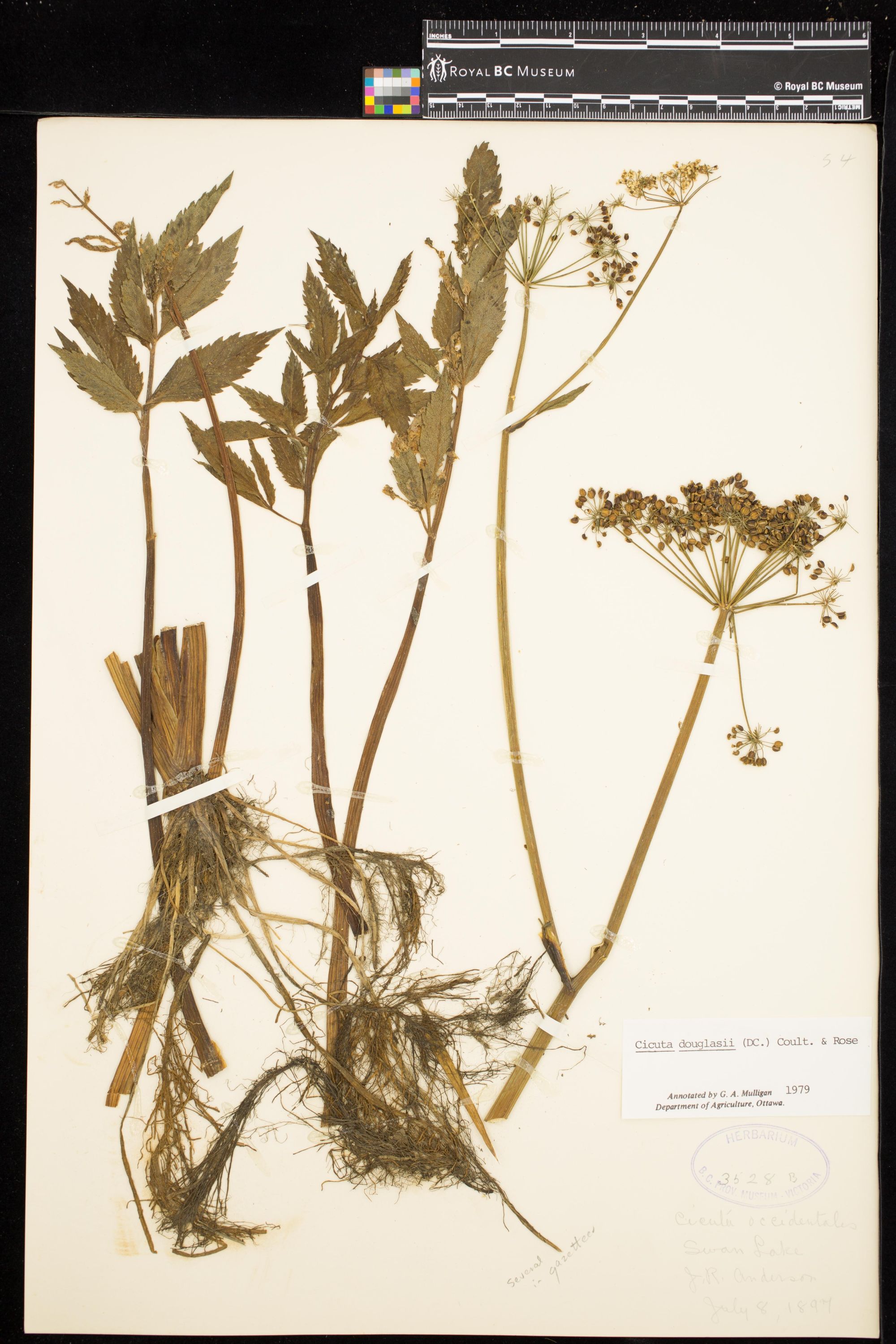 Image representing Cicuta douglasii.