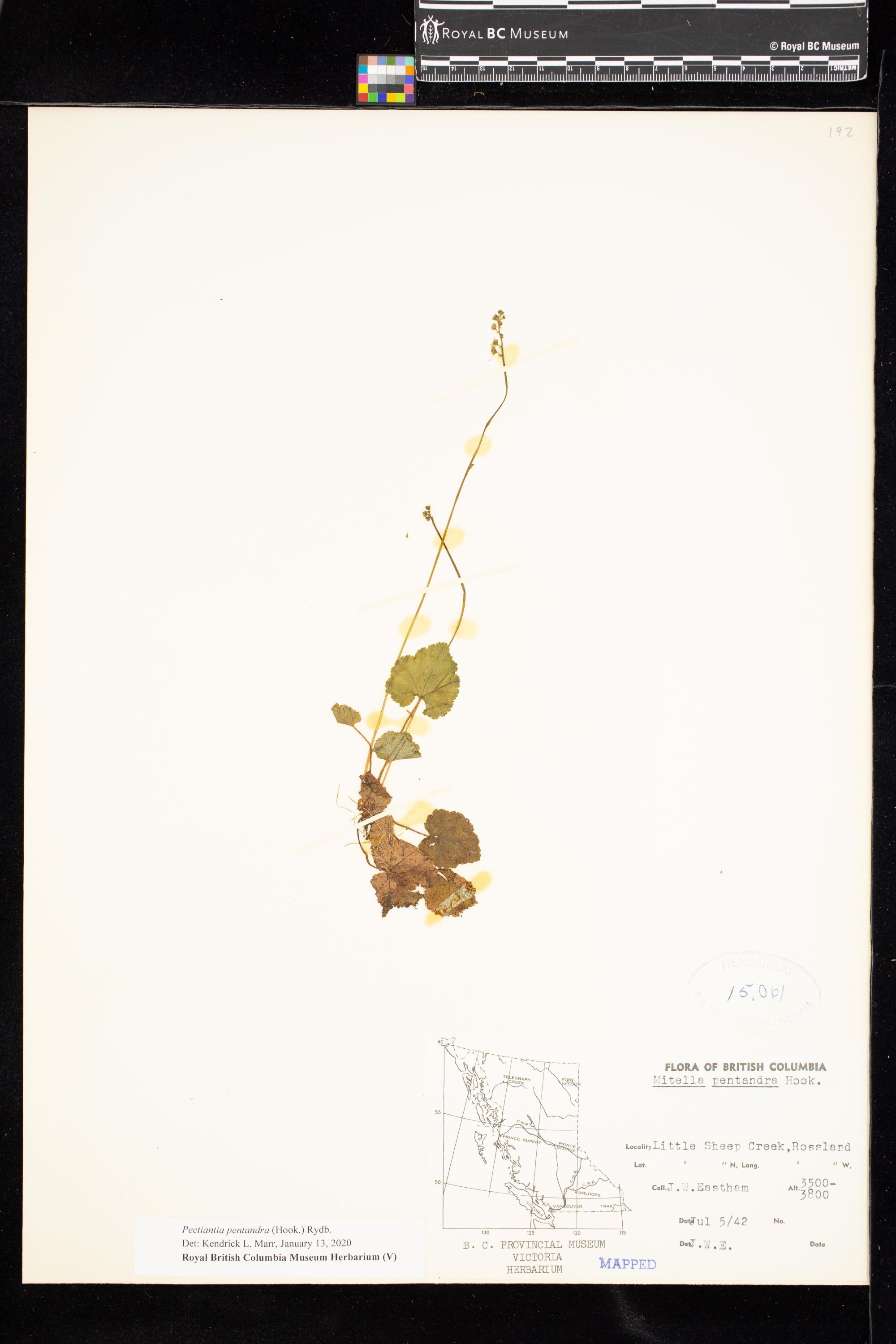 Image representing Pectiantia pentandra.