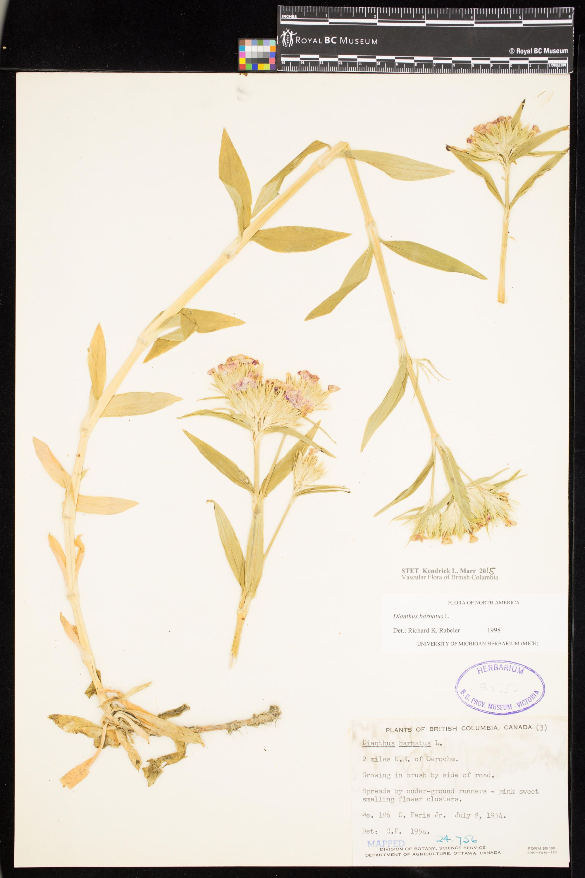 Image representing Dianthus barbatus.