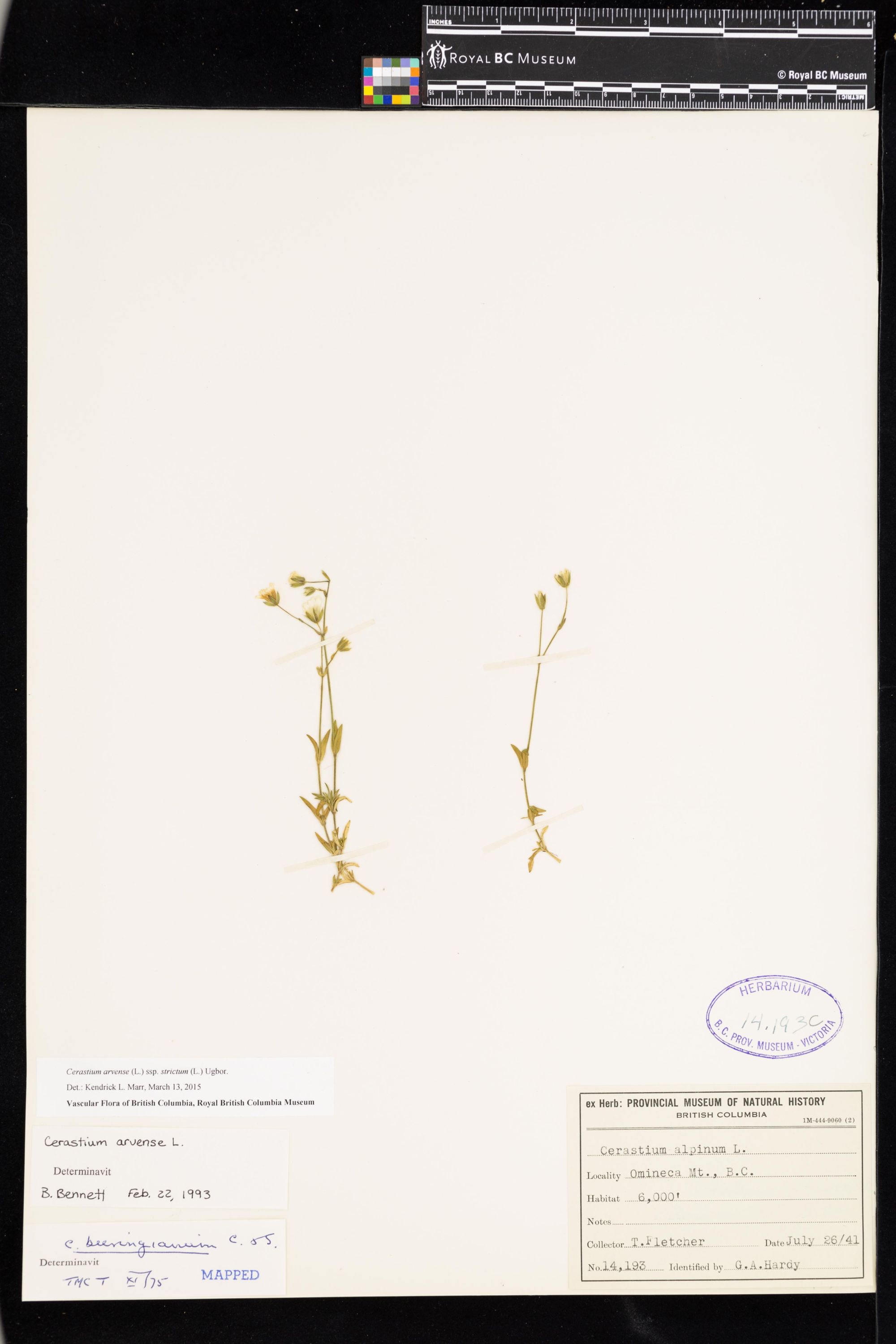 Image representing Cerastium arvense ssp. strictum.