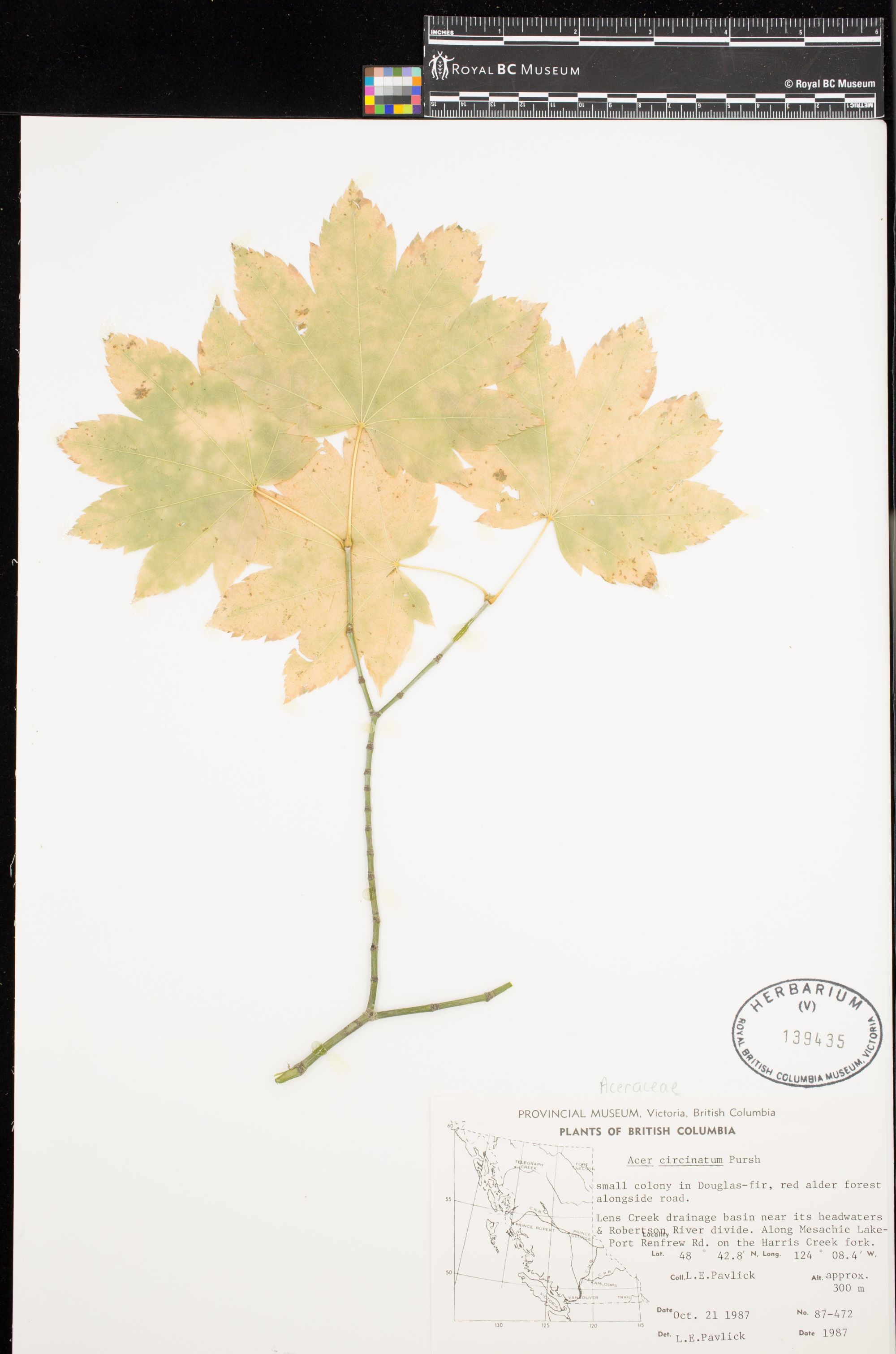 Image representing Acer circinatum.