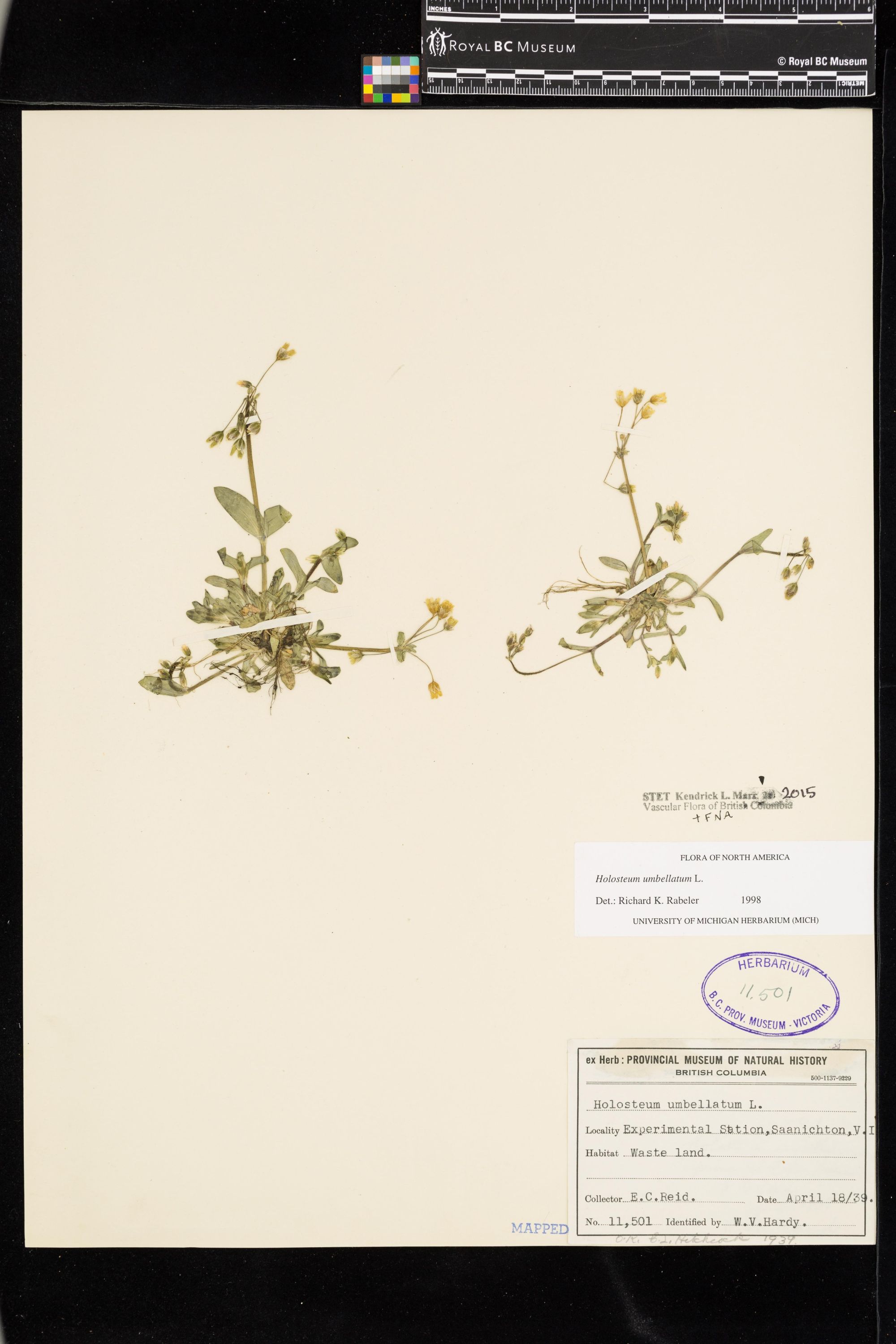 Image representing Holosteum umbellatum.