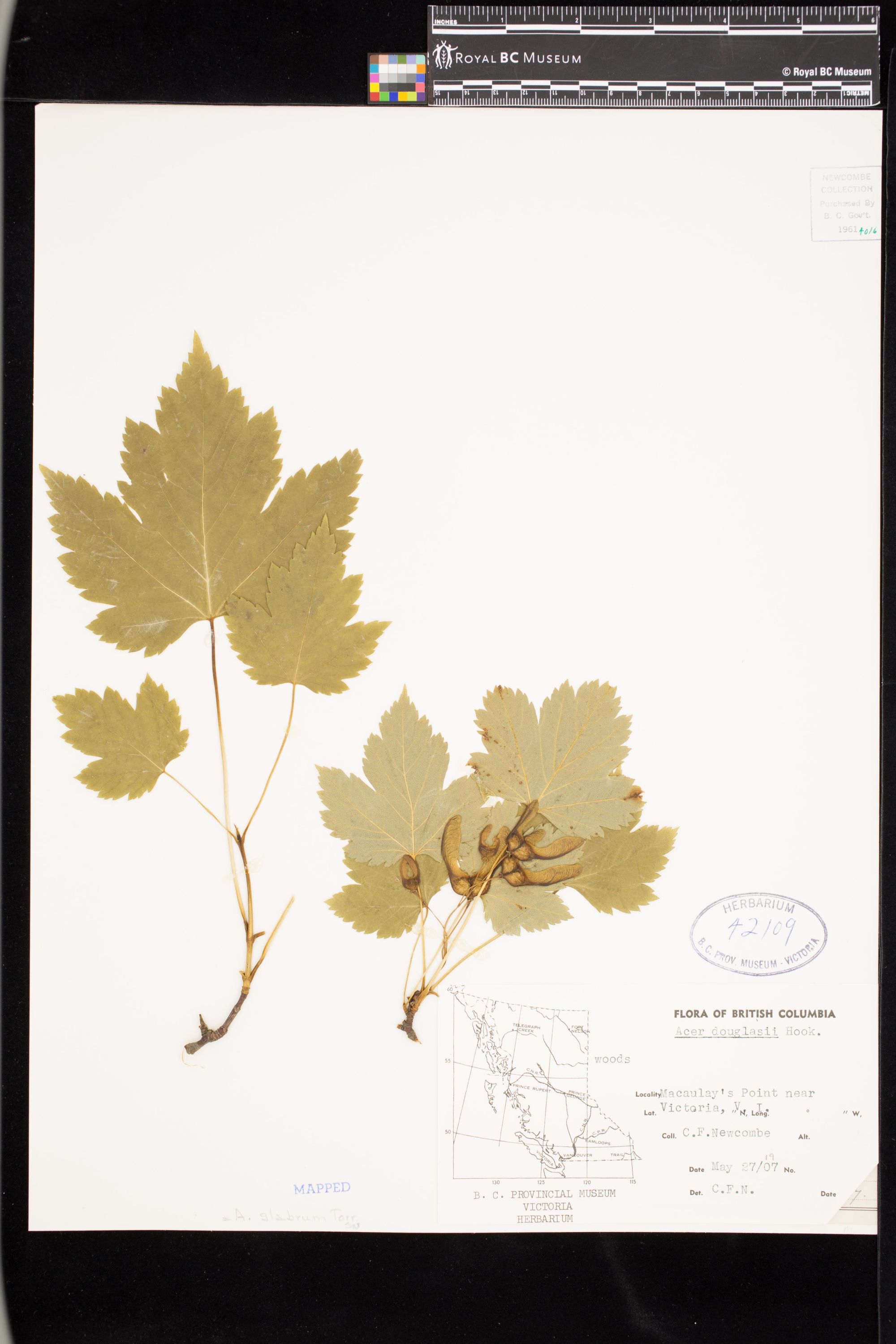 Image representing Acer glabrum.