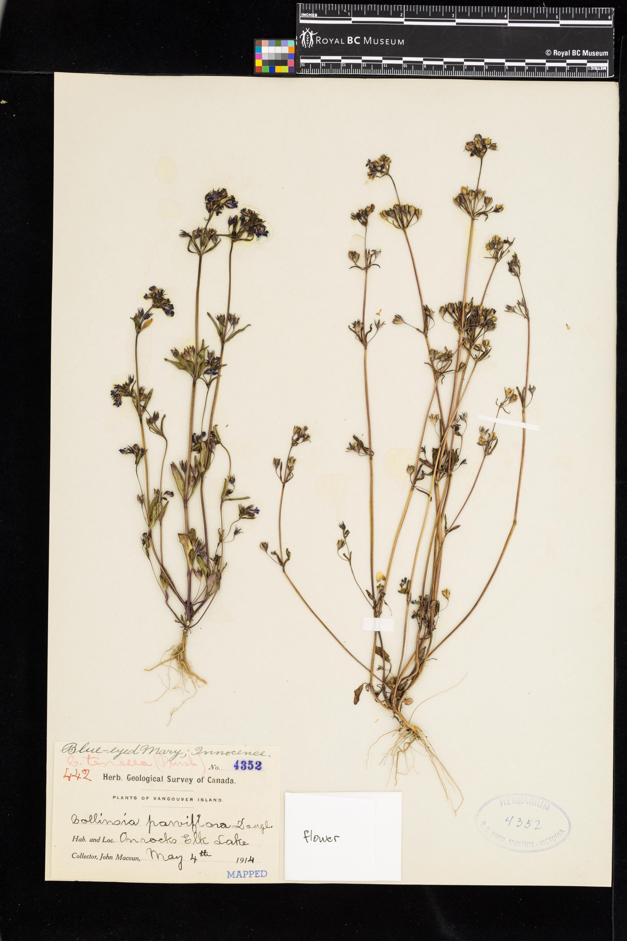 Image representing Collinsia parviflora.