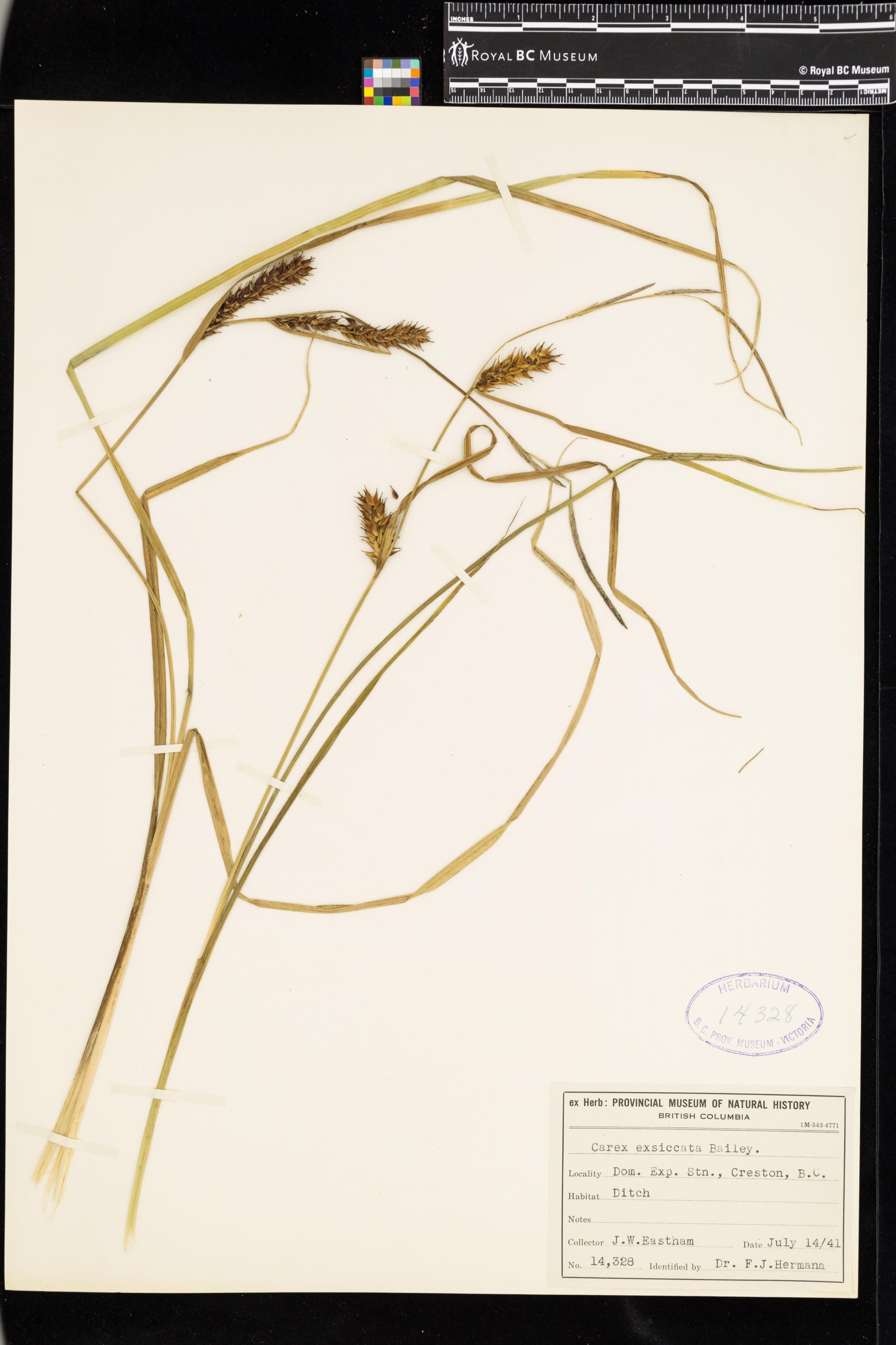 Image representing Carex exsiccata.