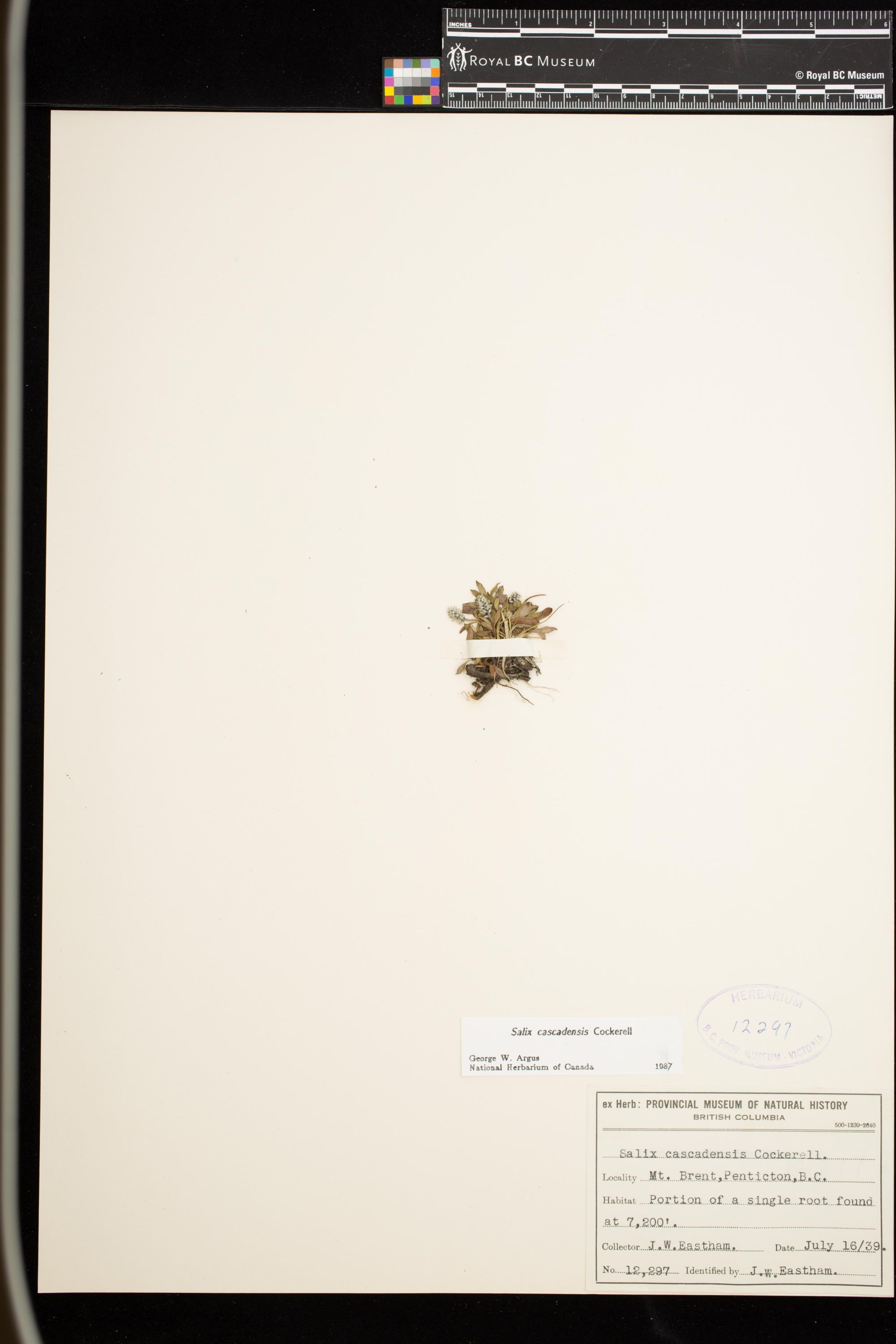 Image representing Salix cascadensis.