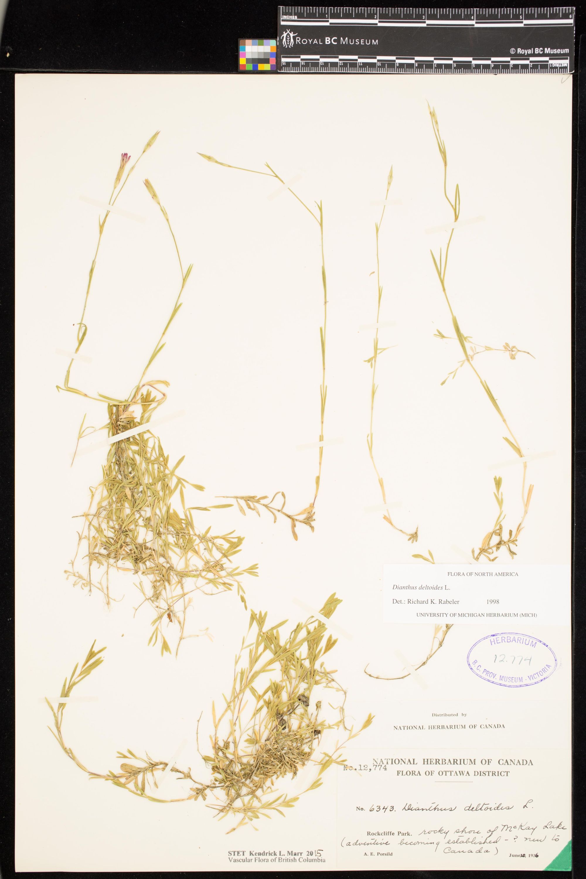 Image representing Dianthus deltoides.