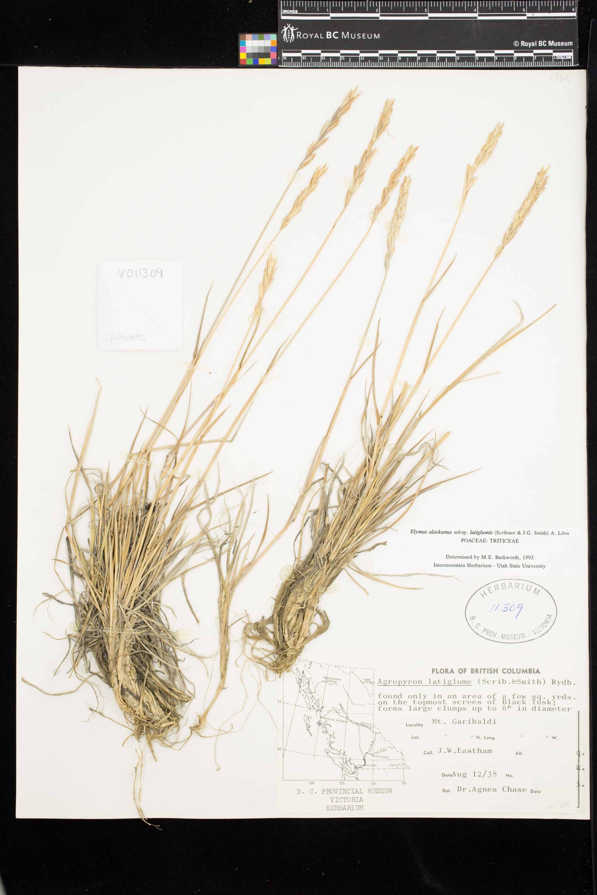 Image representing Elymus alaskanus ssp. latiglumis.