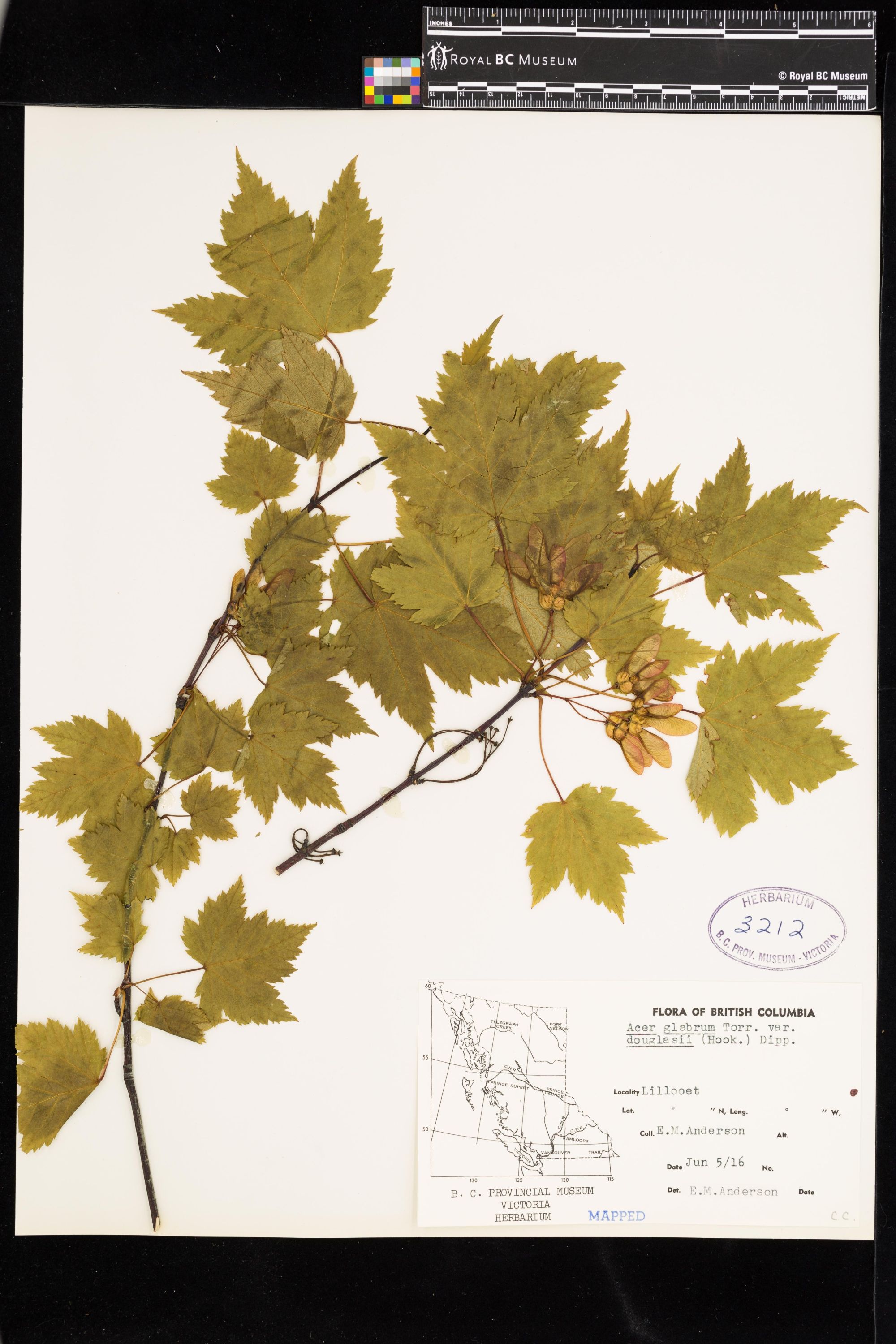 Image representing Acer glabrum var. douglasii.