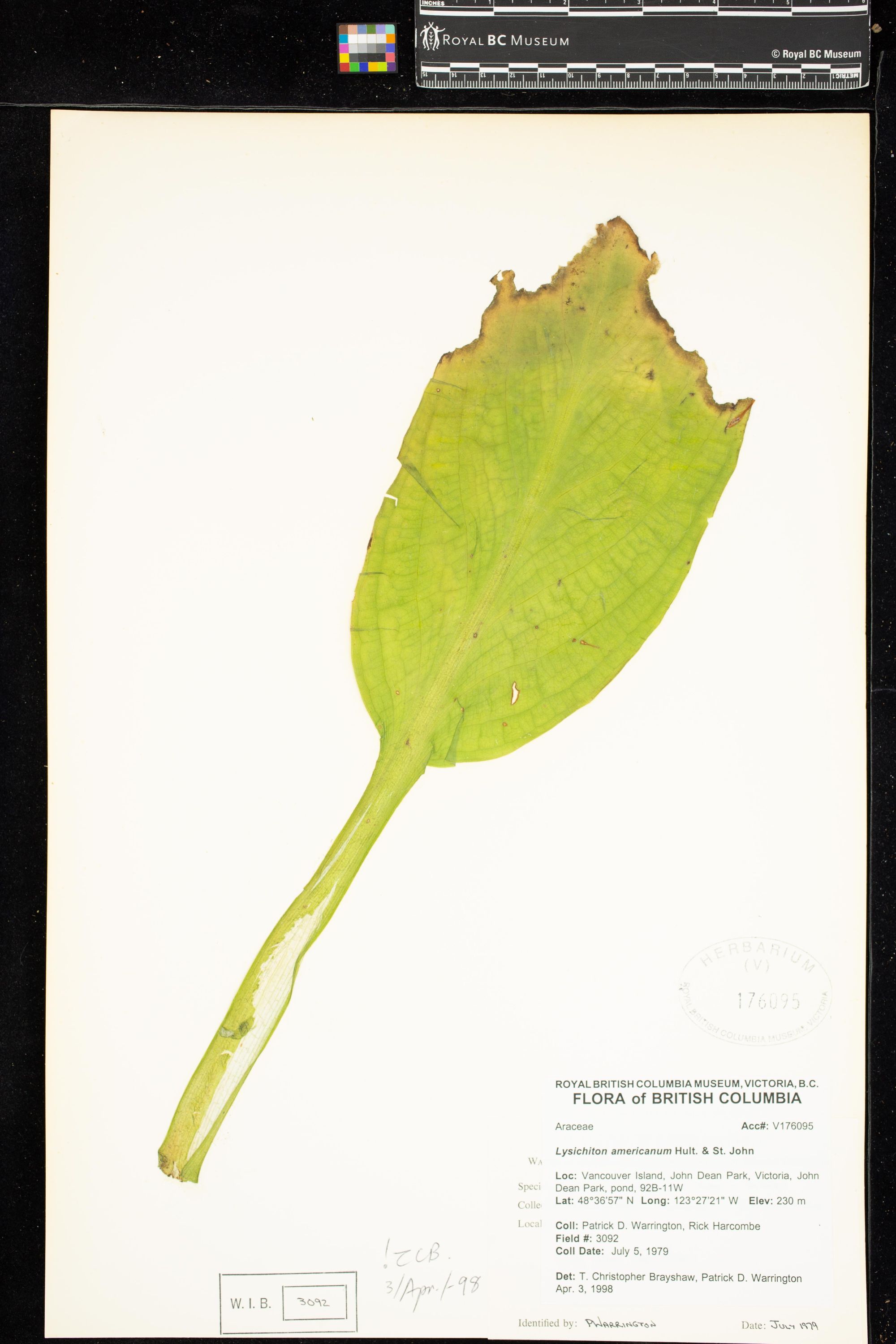 Image representing Lysichiton americanum.