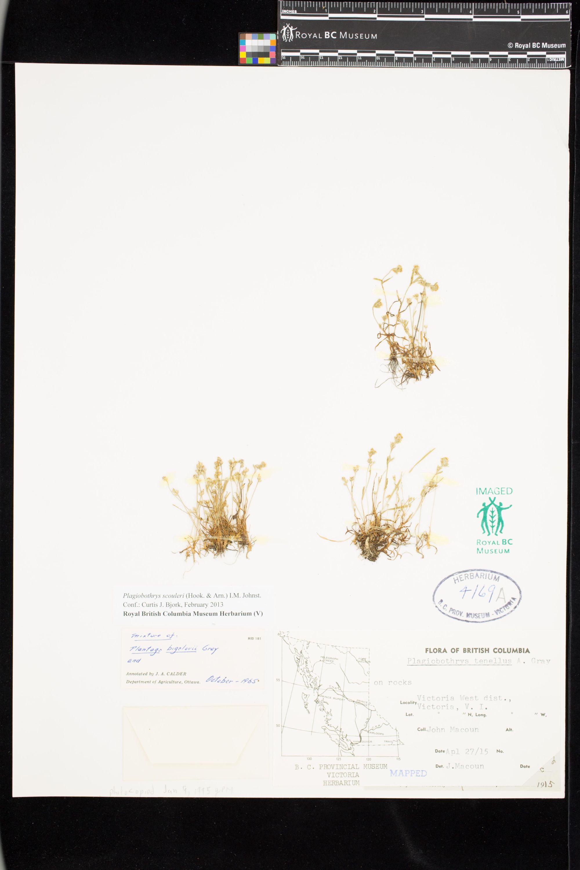 Image representing Plagiobothrys scouleri.