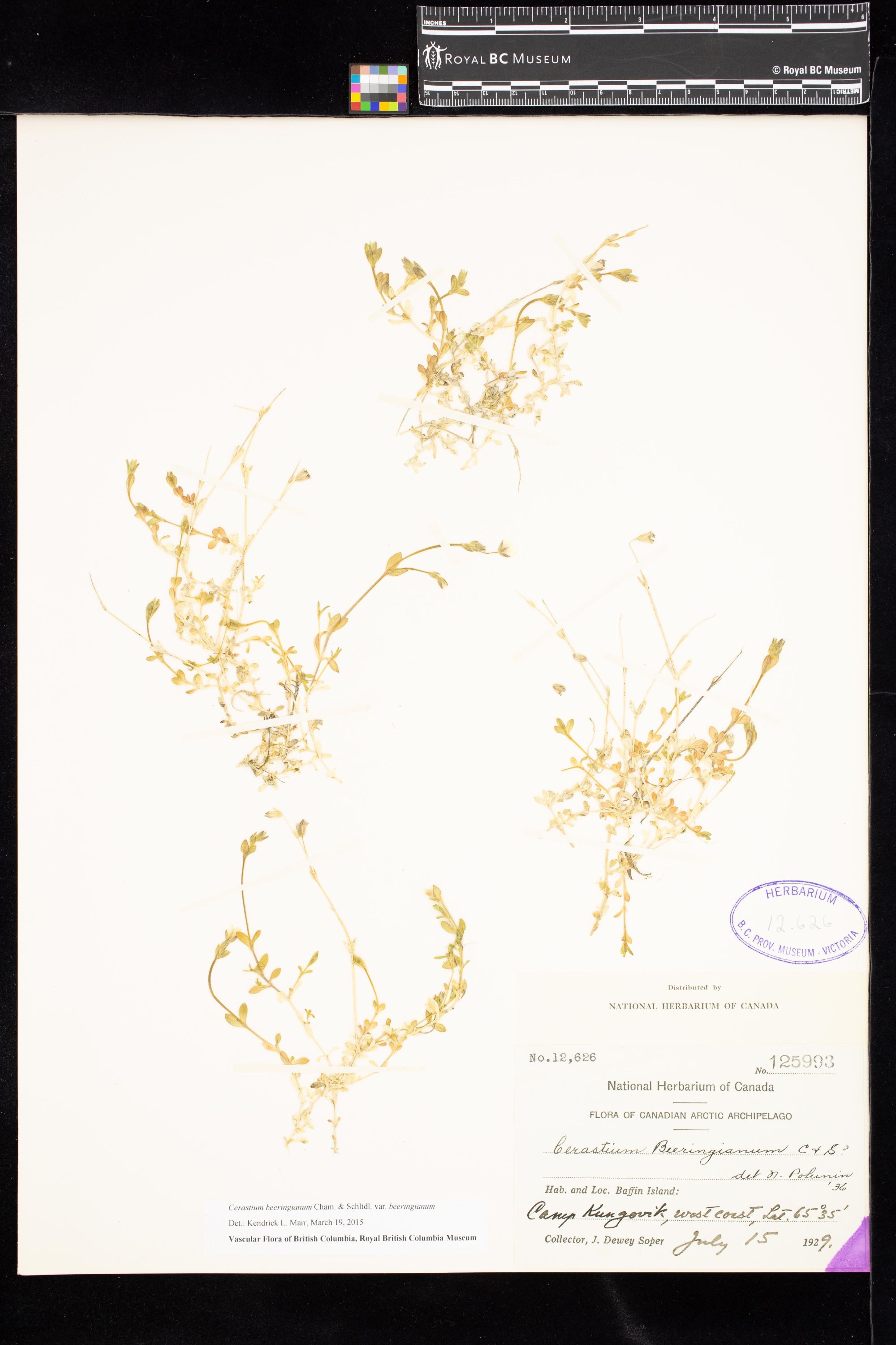 Image representing Cerastium beeringianum var. beeringianum.