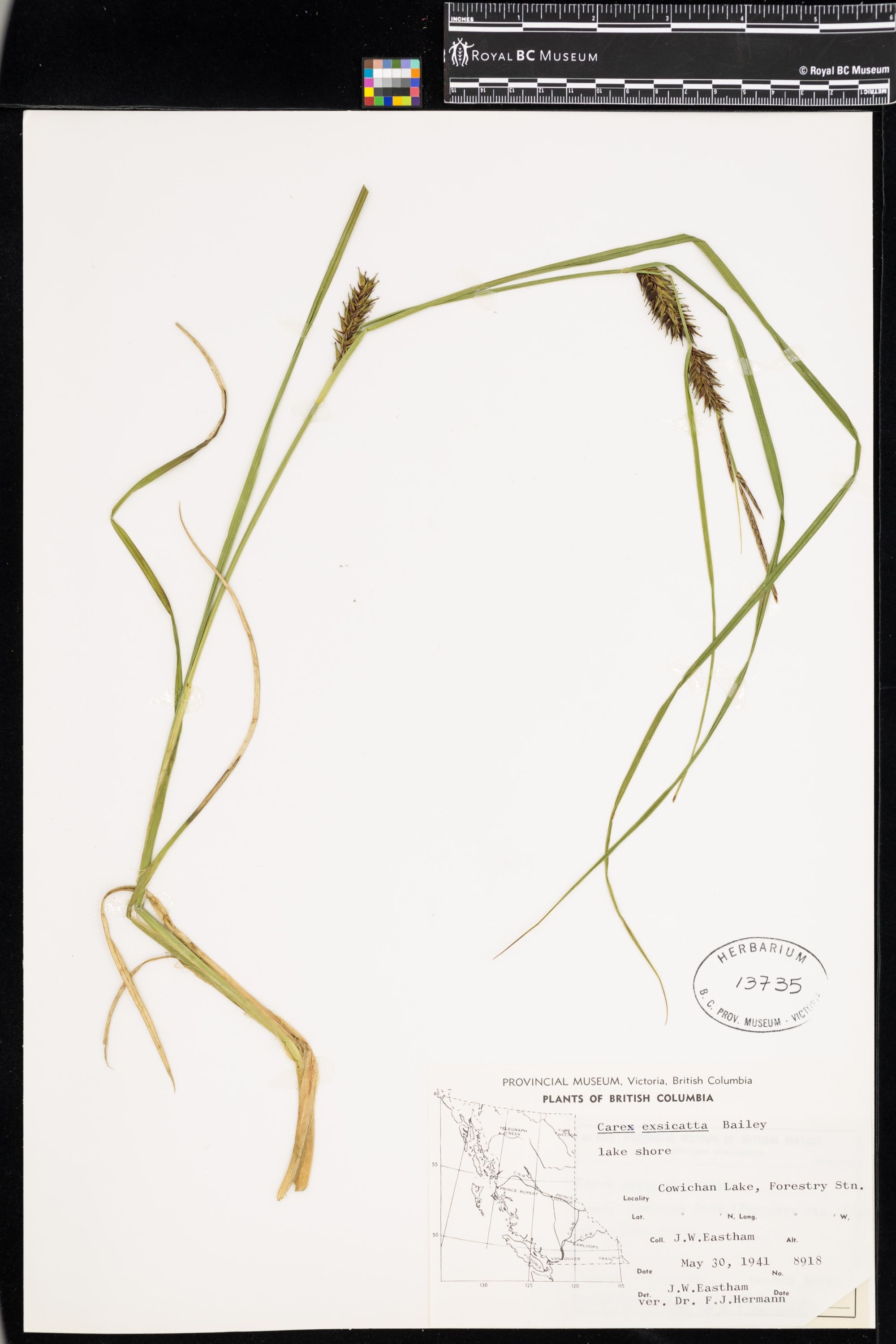 Image representing Carex exsiccata.