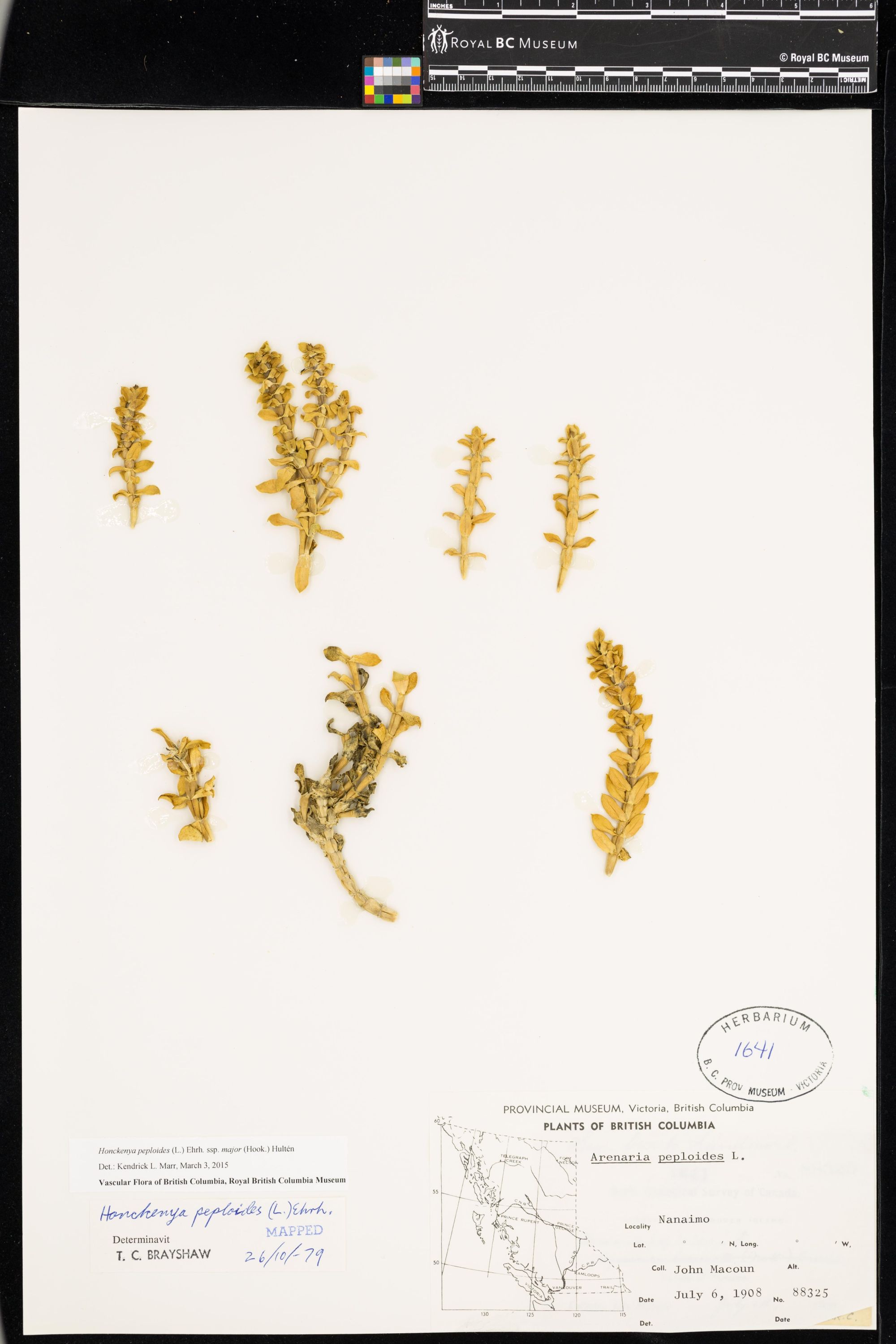 Image représentant Honckenya peploides ssp. major