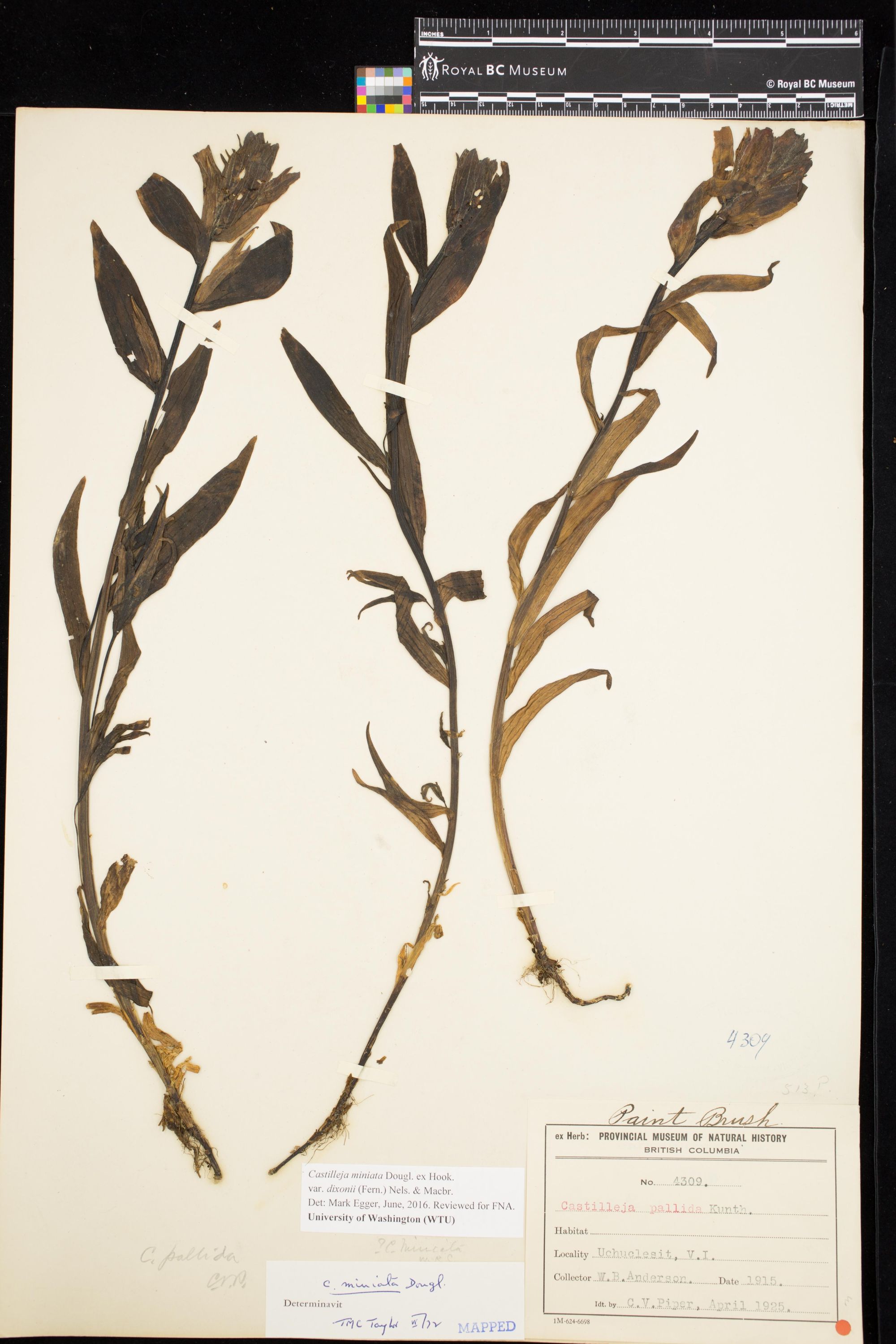 Image representing Castilleja miniata var. dixonii.