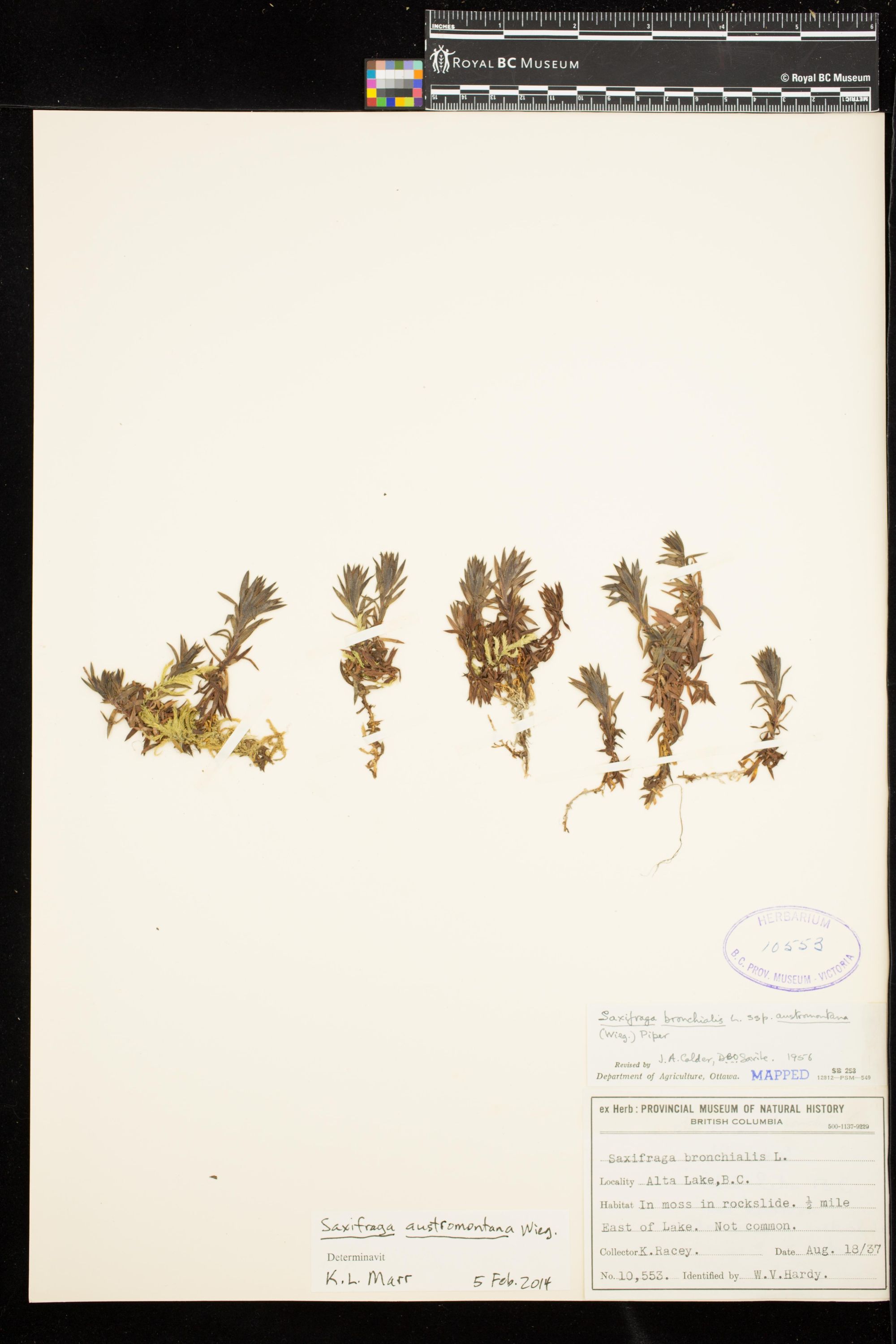 Image representing Saxifraga austromontana.