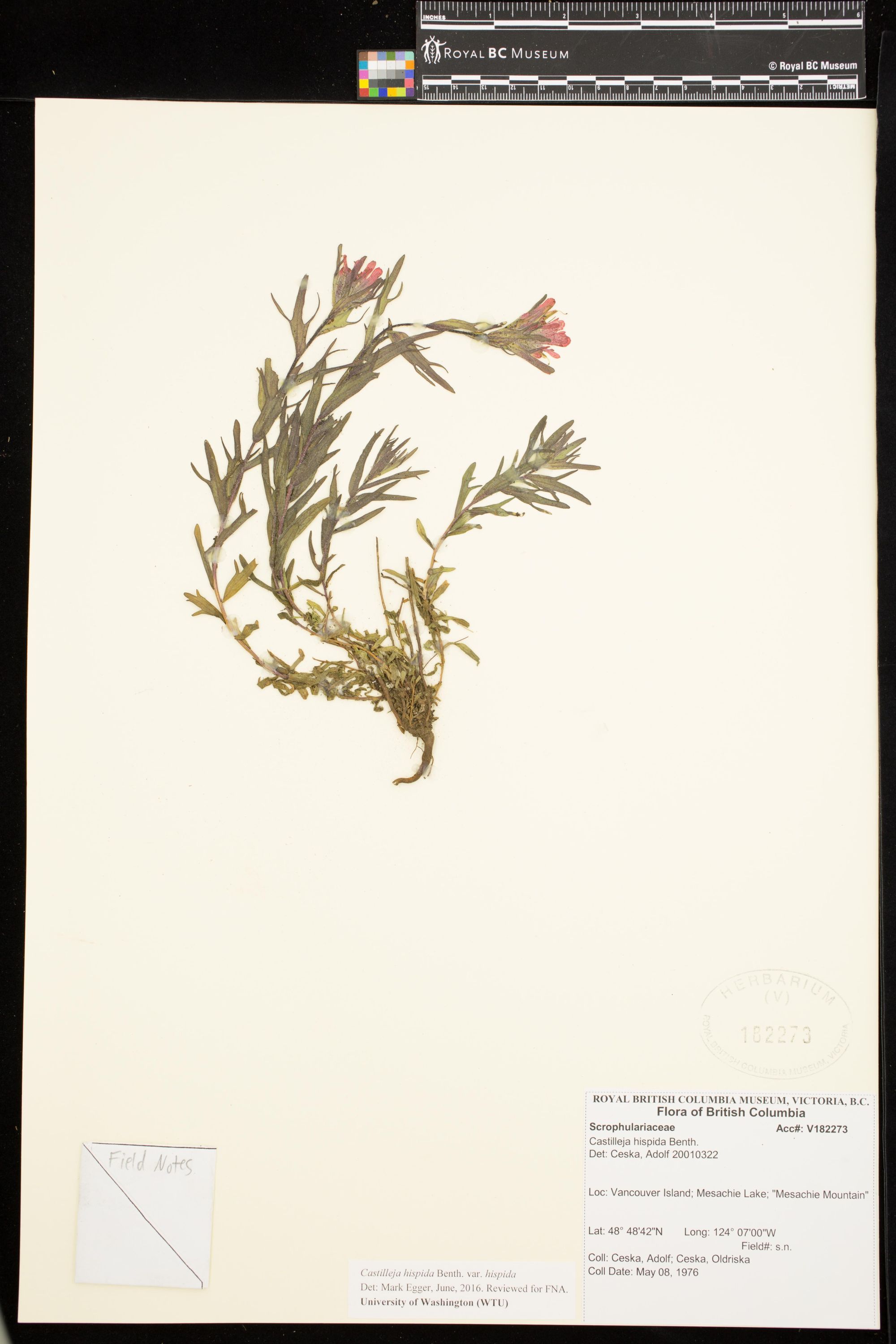 Image representing Castilleja hispida var. hispida.
