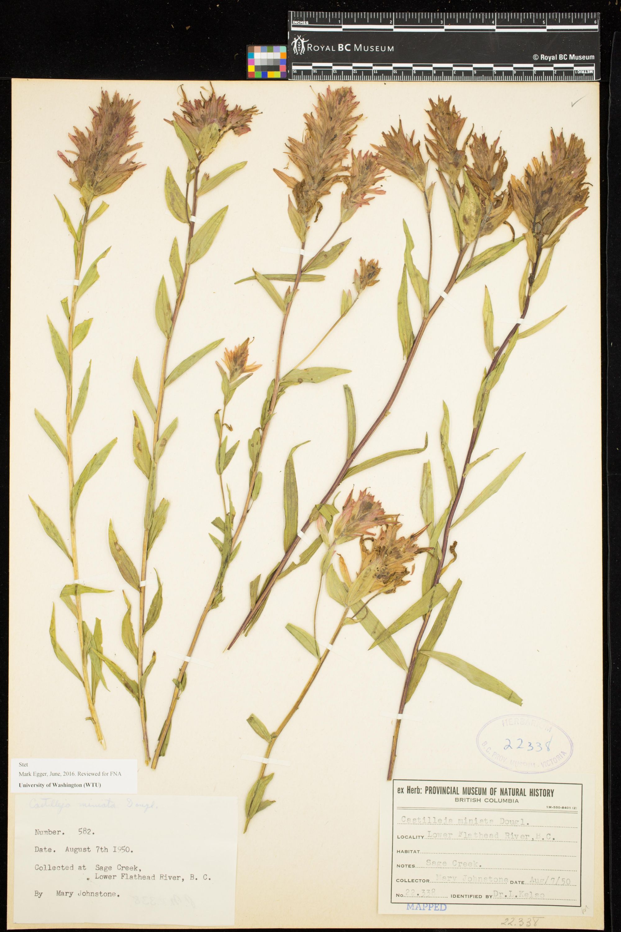 Image representing Castilleja miniata.