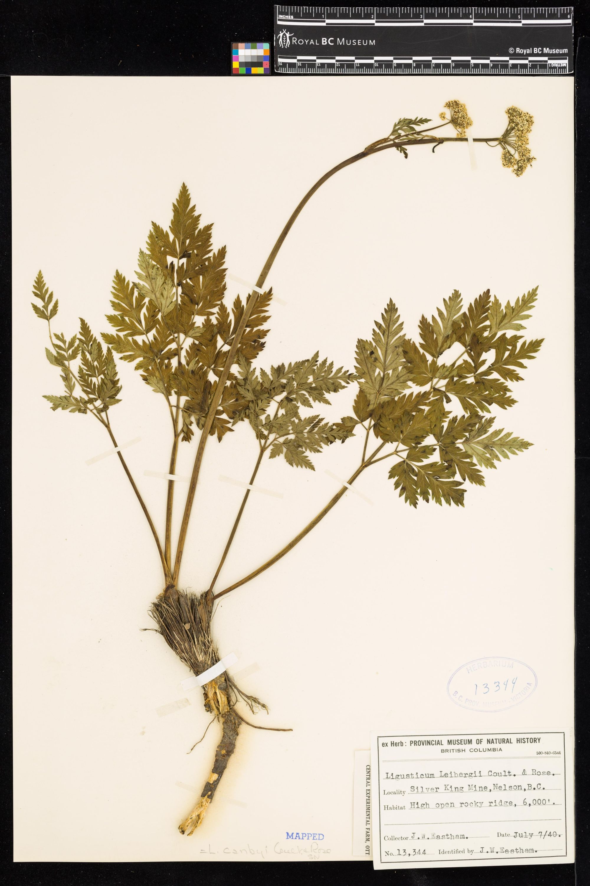 Image representing Ligusticum canbyi.