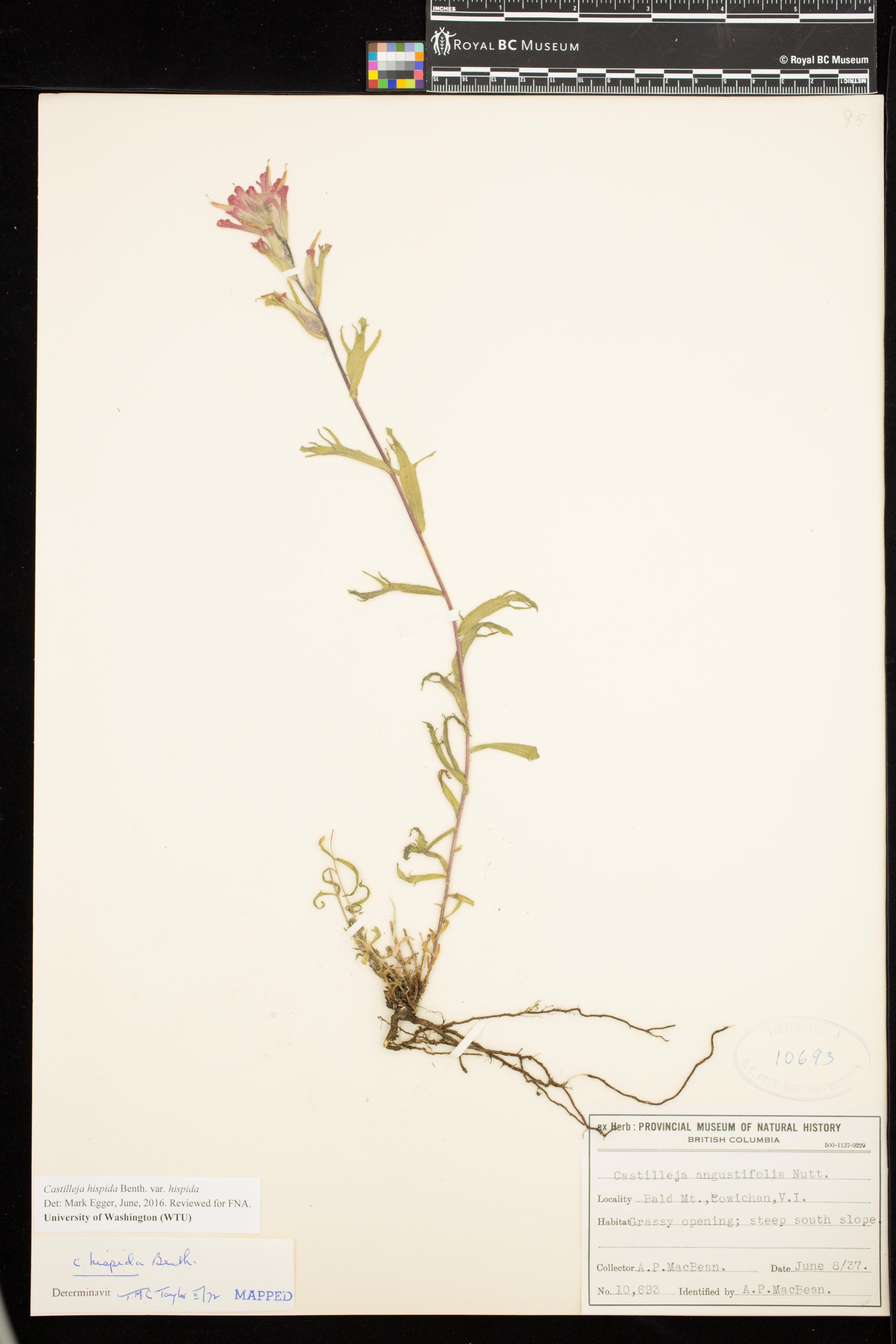 Image representing Castilleja hispida var. hispida.