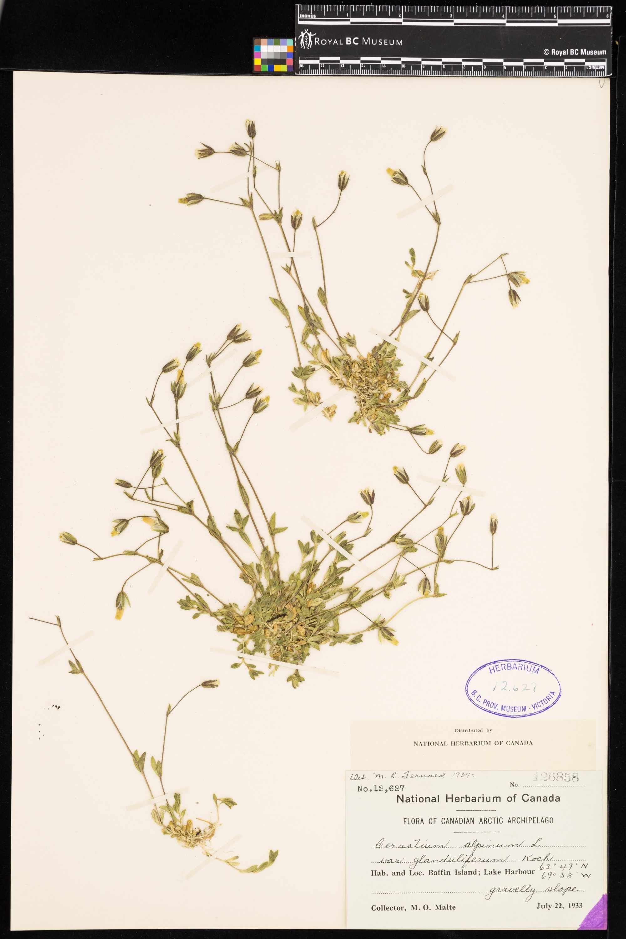 Image representing Cerastium alpinum.