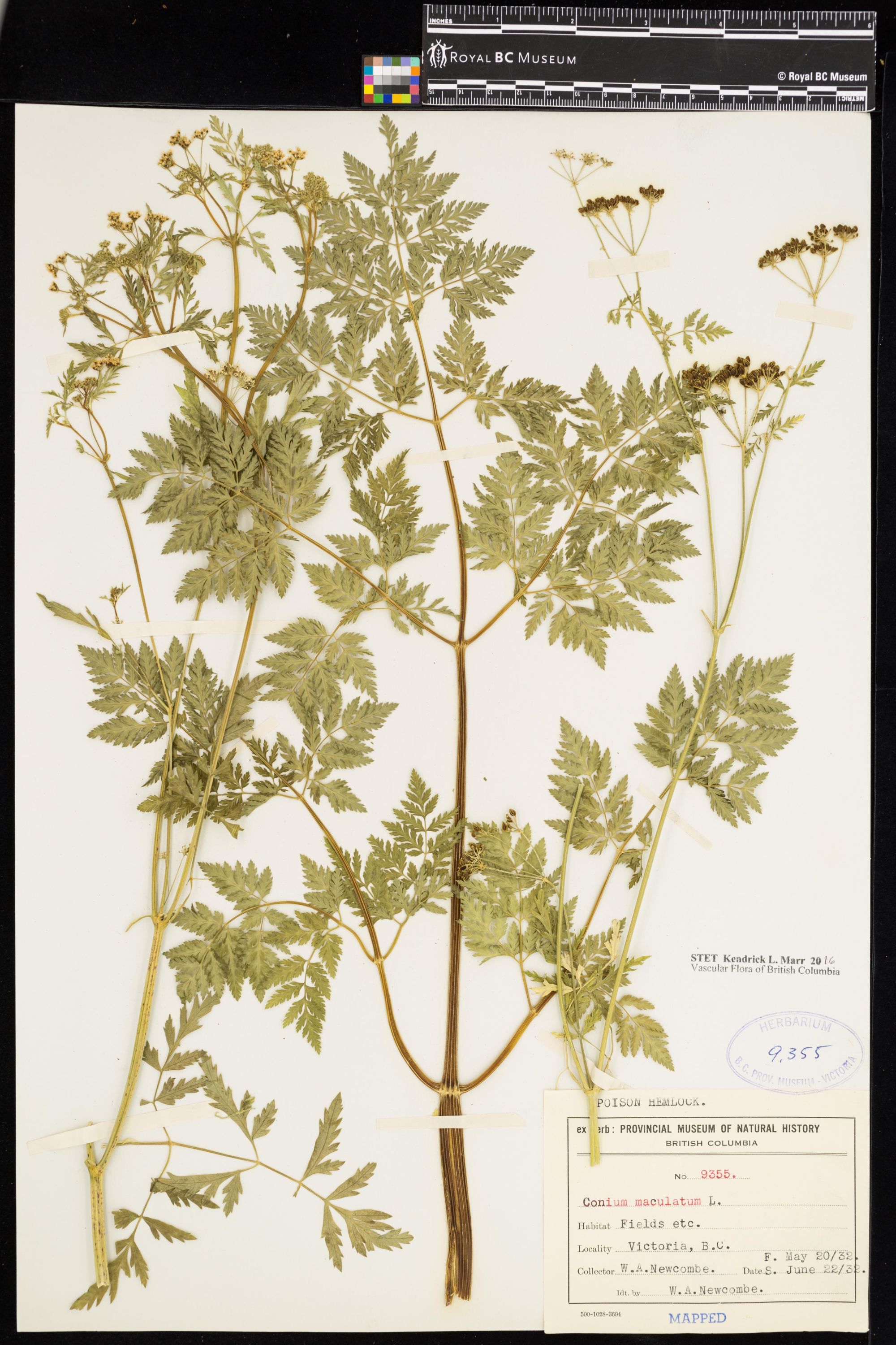 Image representing Conium maculatum.