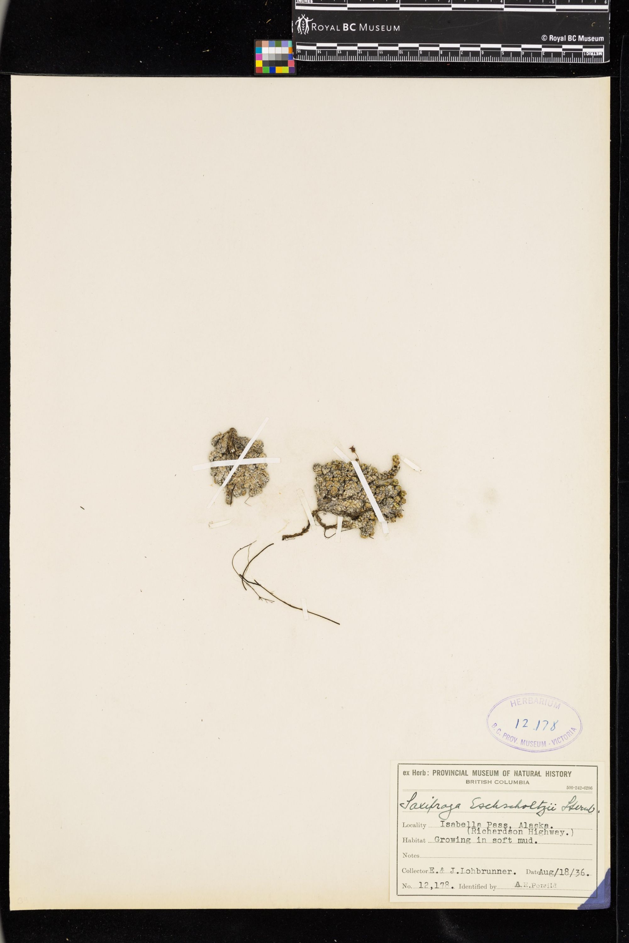 Image representing Saxifraga eschscholtzii.