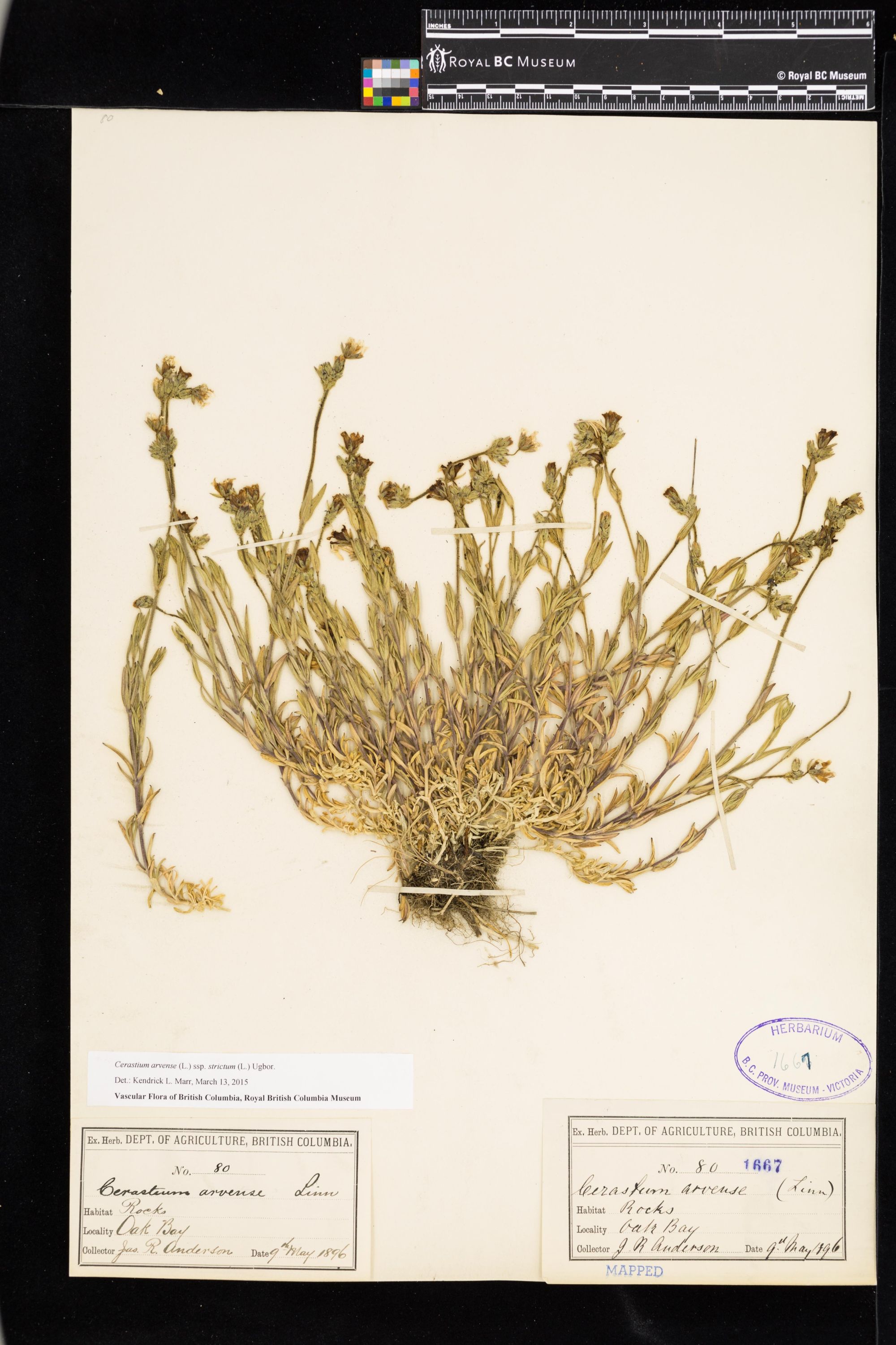 Image représentant Cerastium arvense ssp. strictum