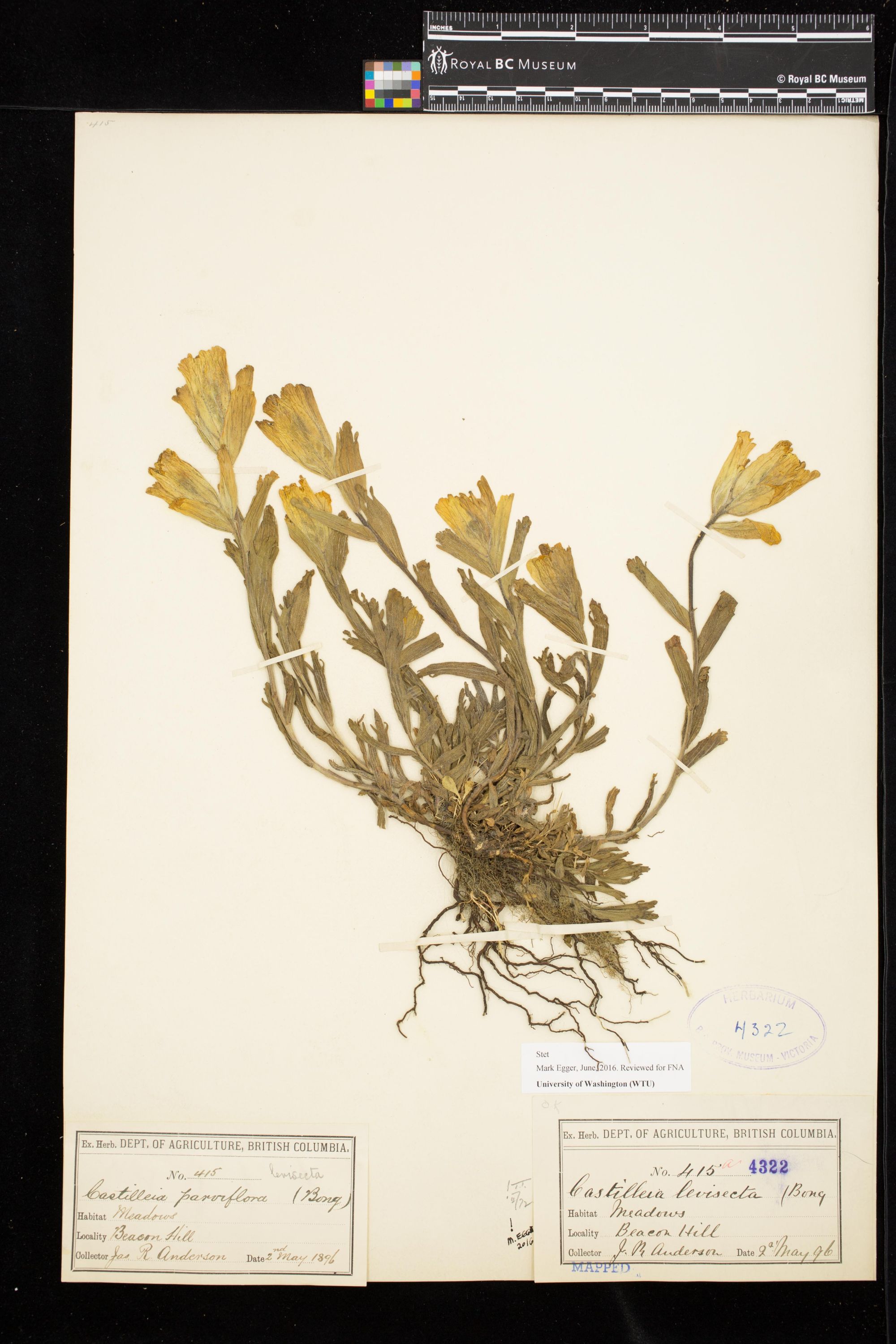 Image representing Castilleja levisecta.