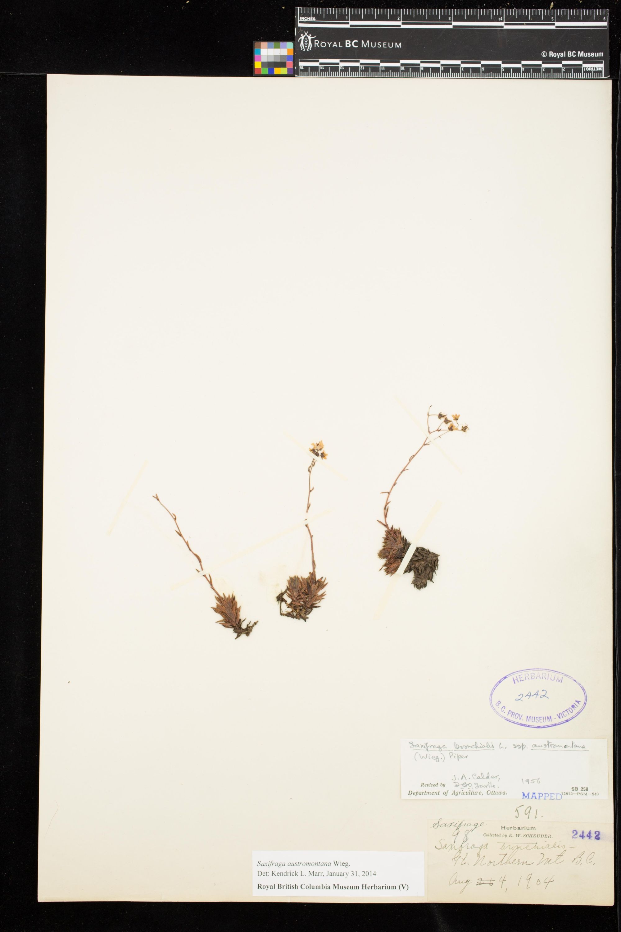 Image representing Saxifraga austromontana.