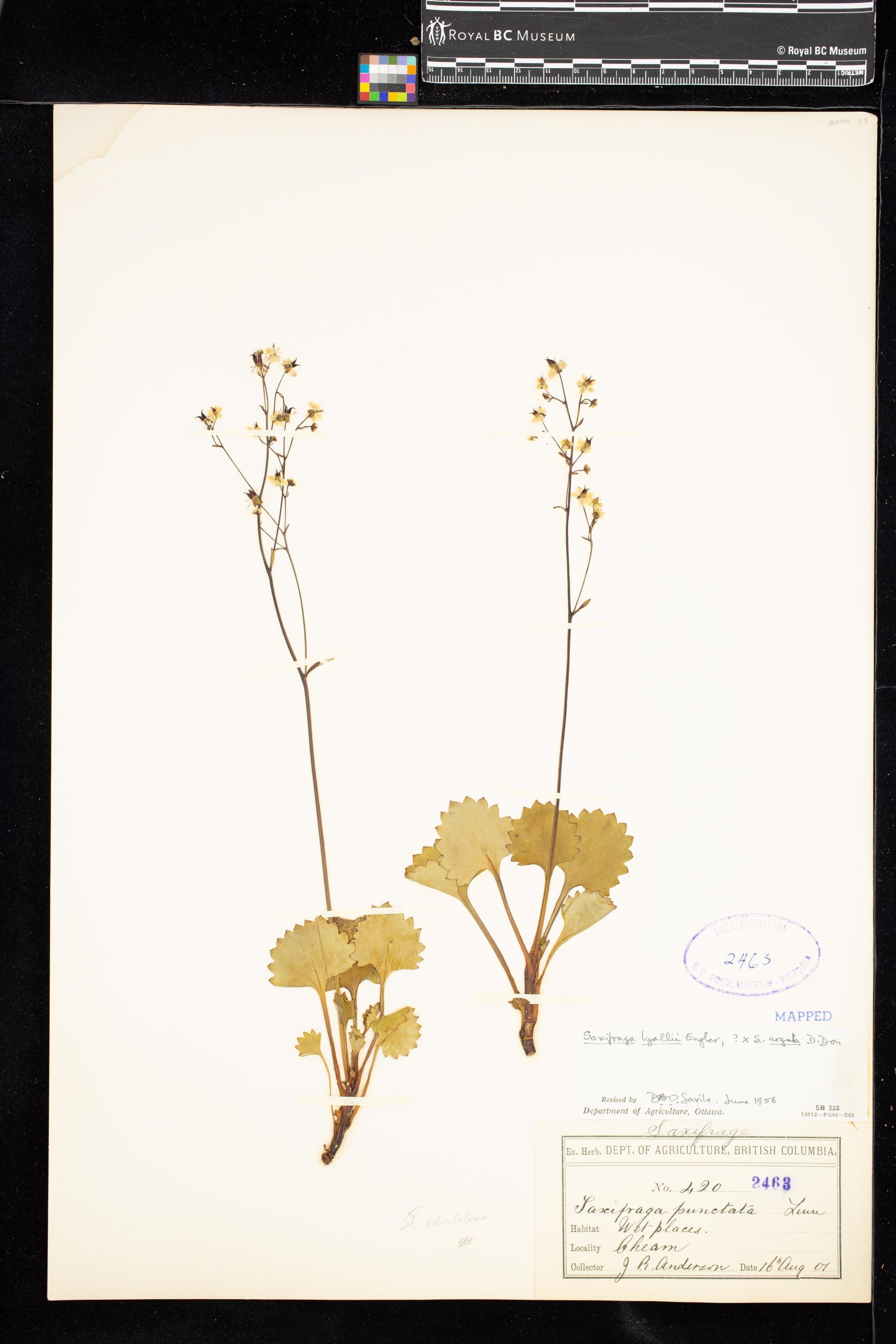 Image representing .