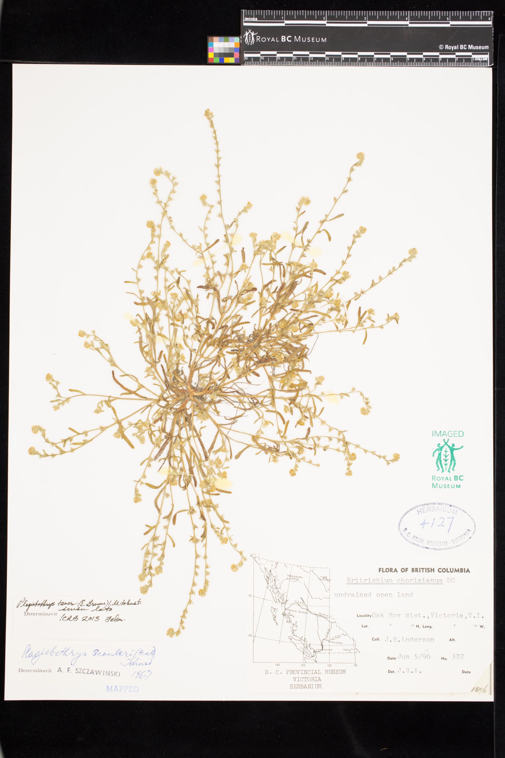 Image representing Plagiobothrys tener.