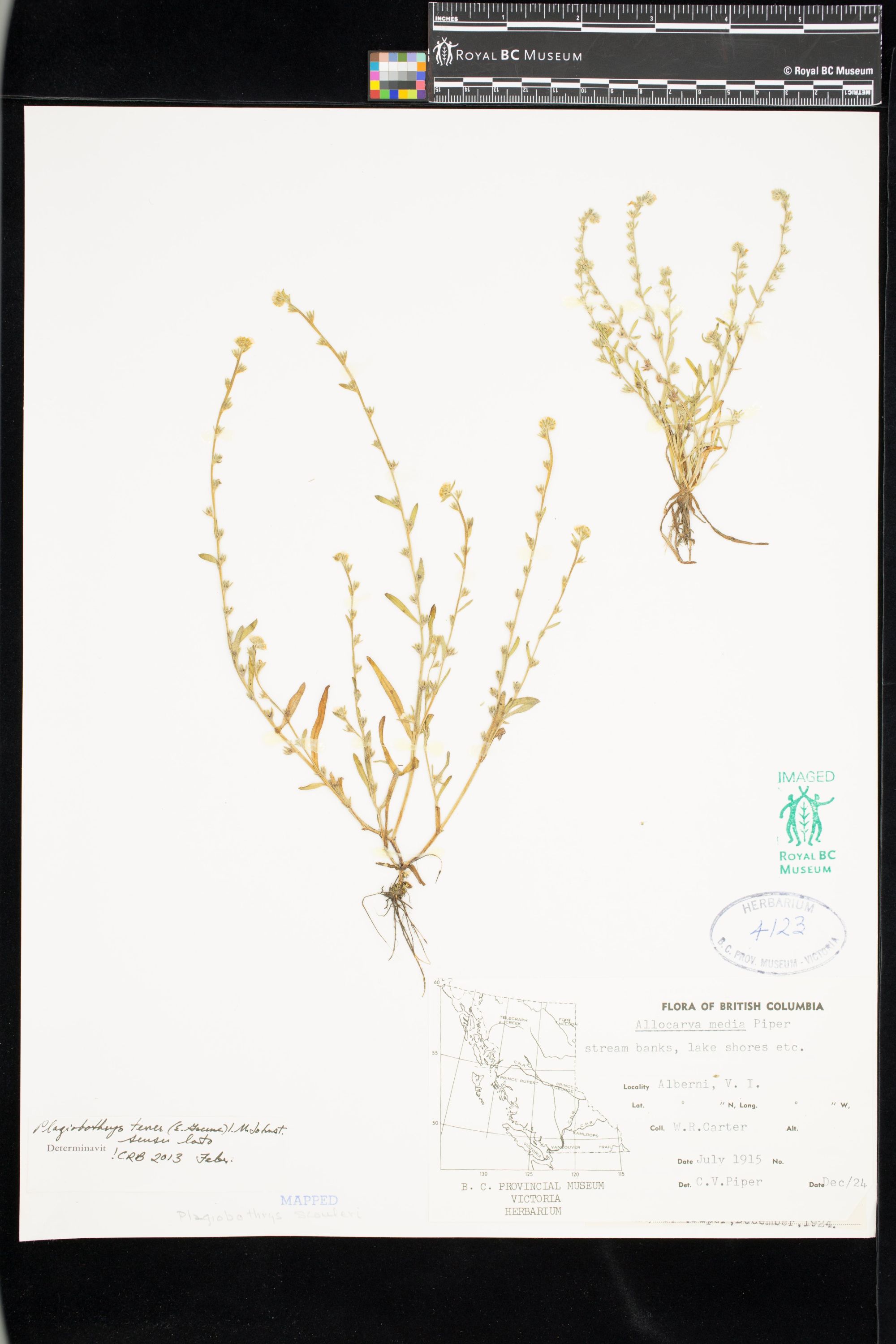 Image representing Plagiobothrys tener.