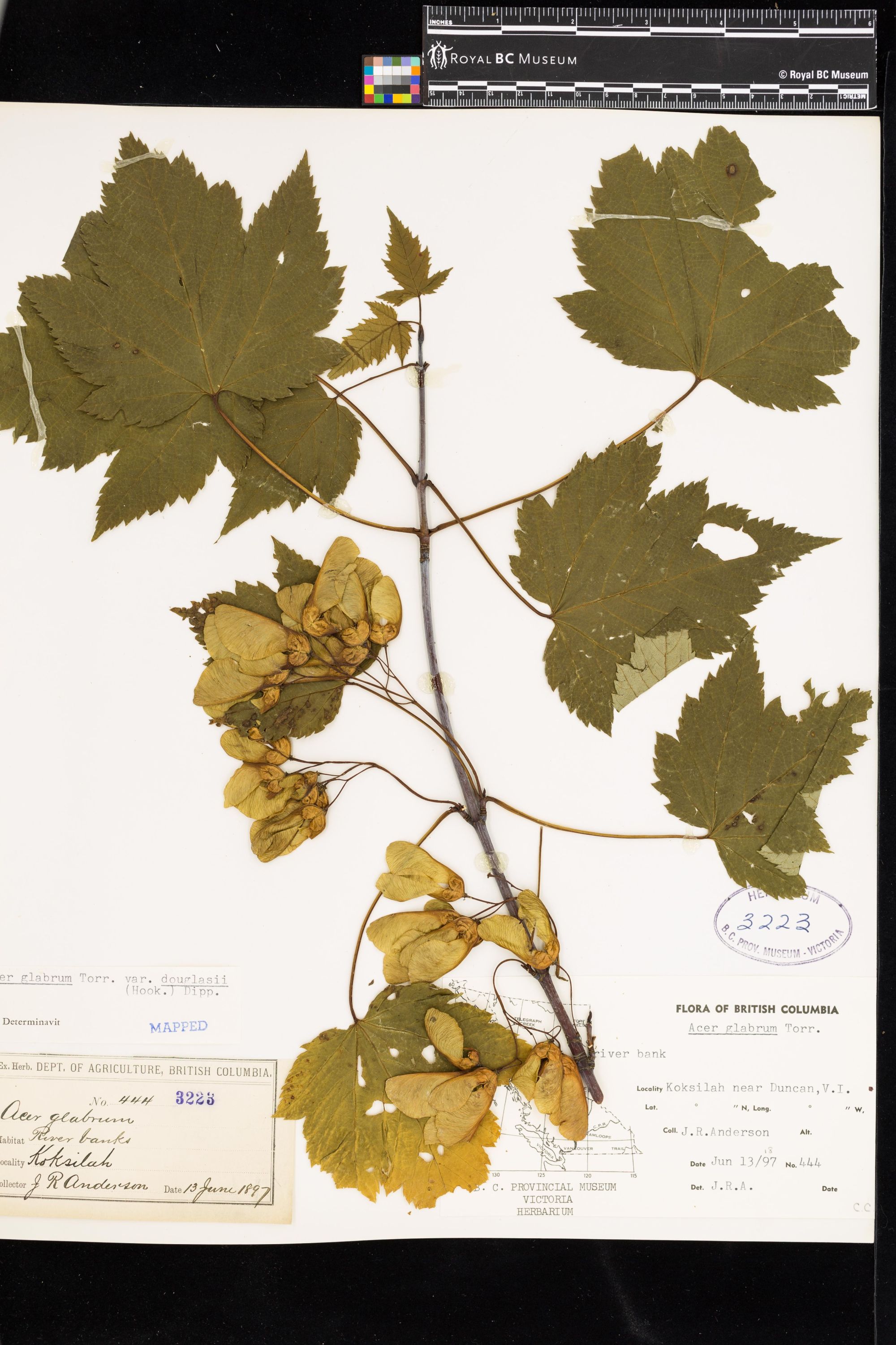 Image representing Acer glabrum var. douglasii.