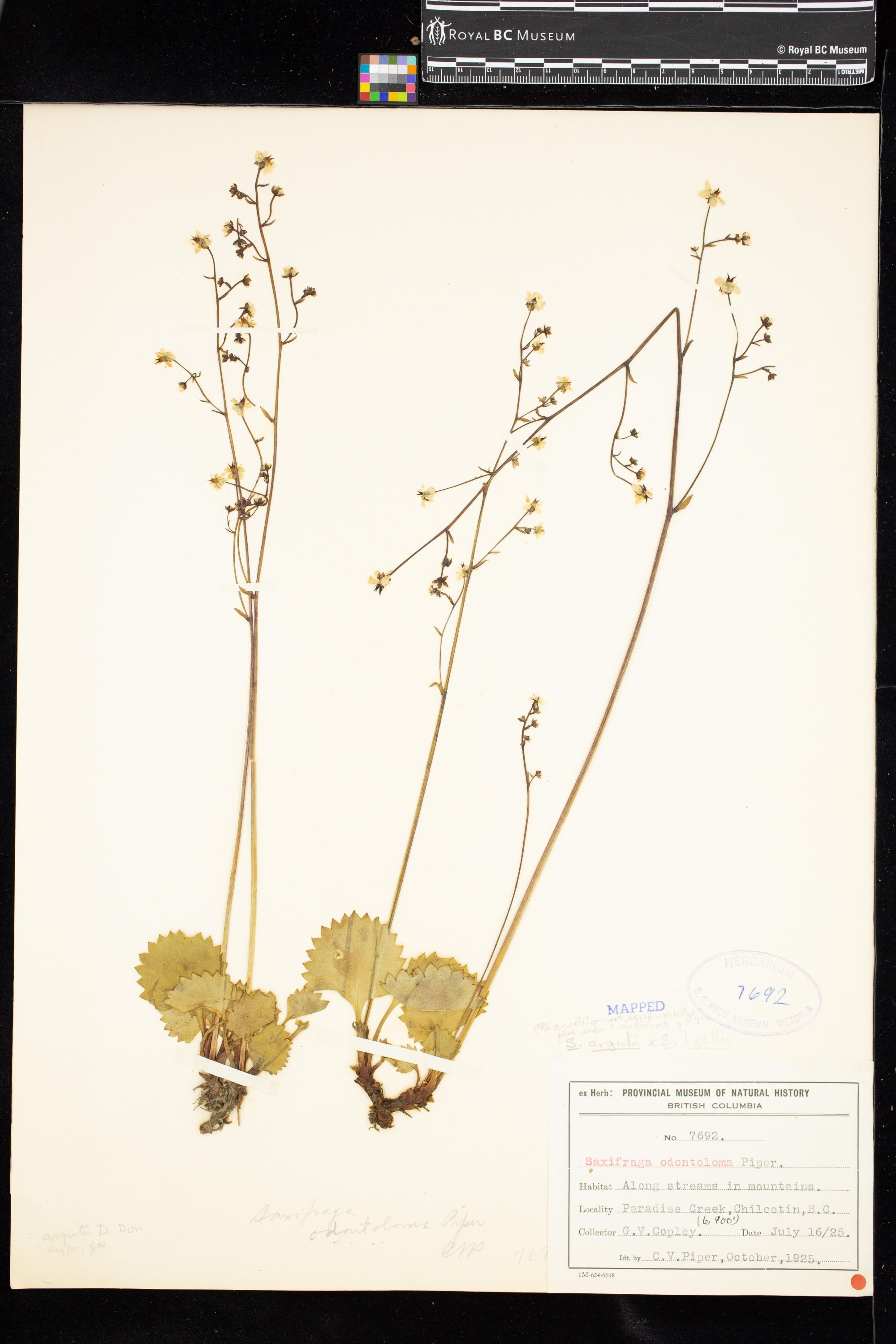 Image representing Saxifraga odontoloma.