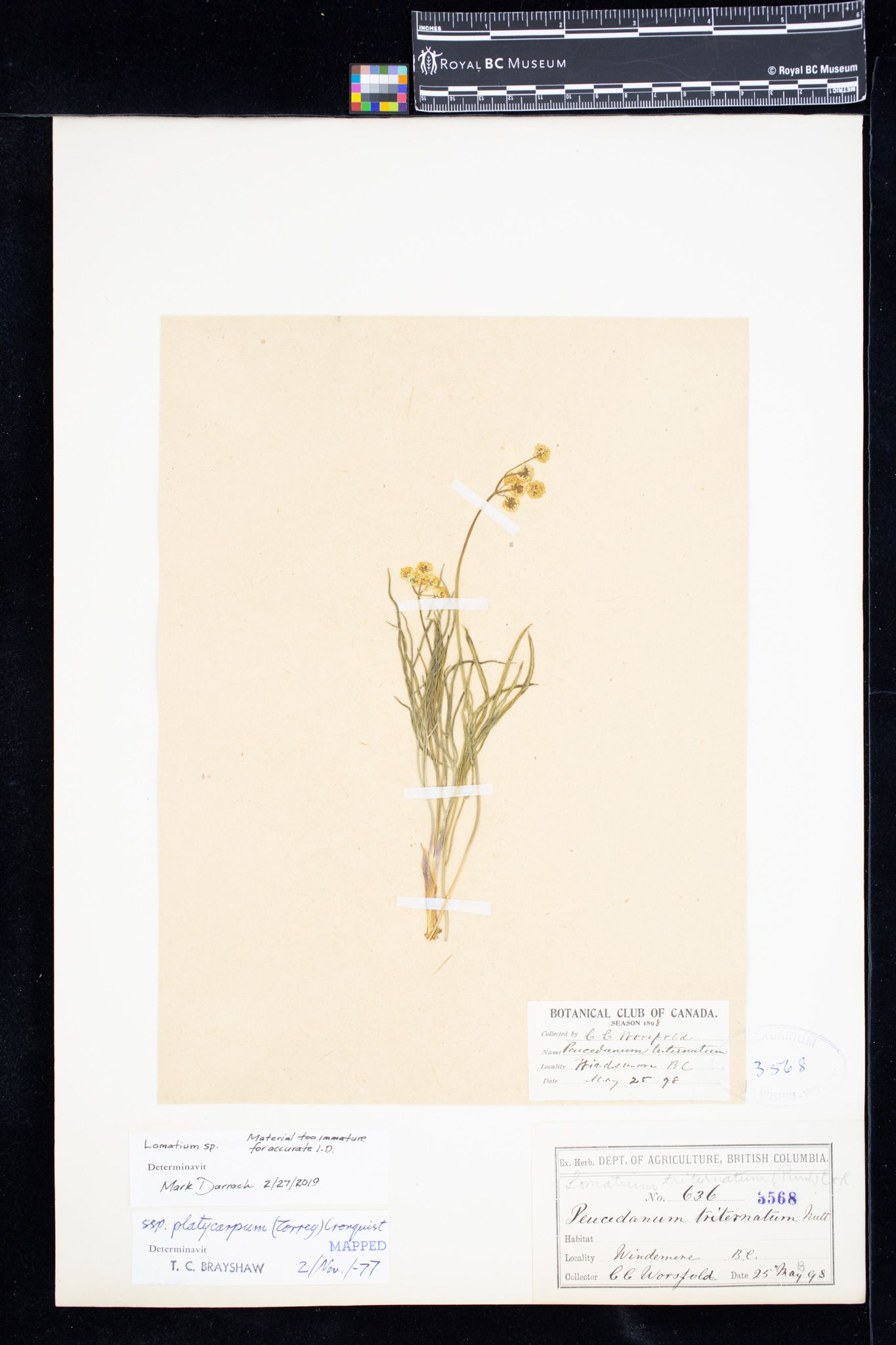 Image representing Lomatium.