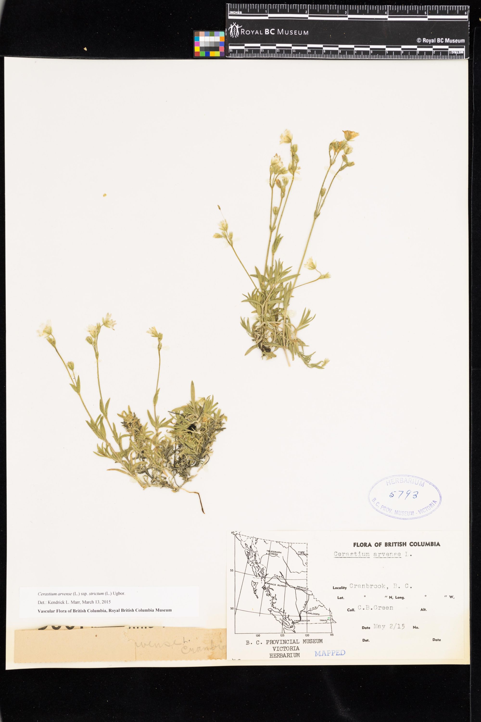 Image representing Cerastium arvense ssp. strictum.