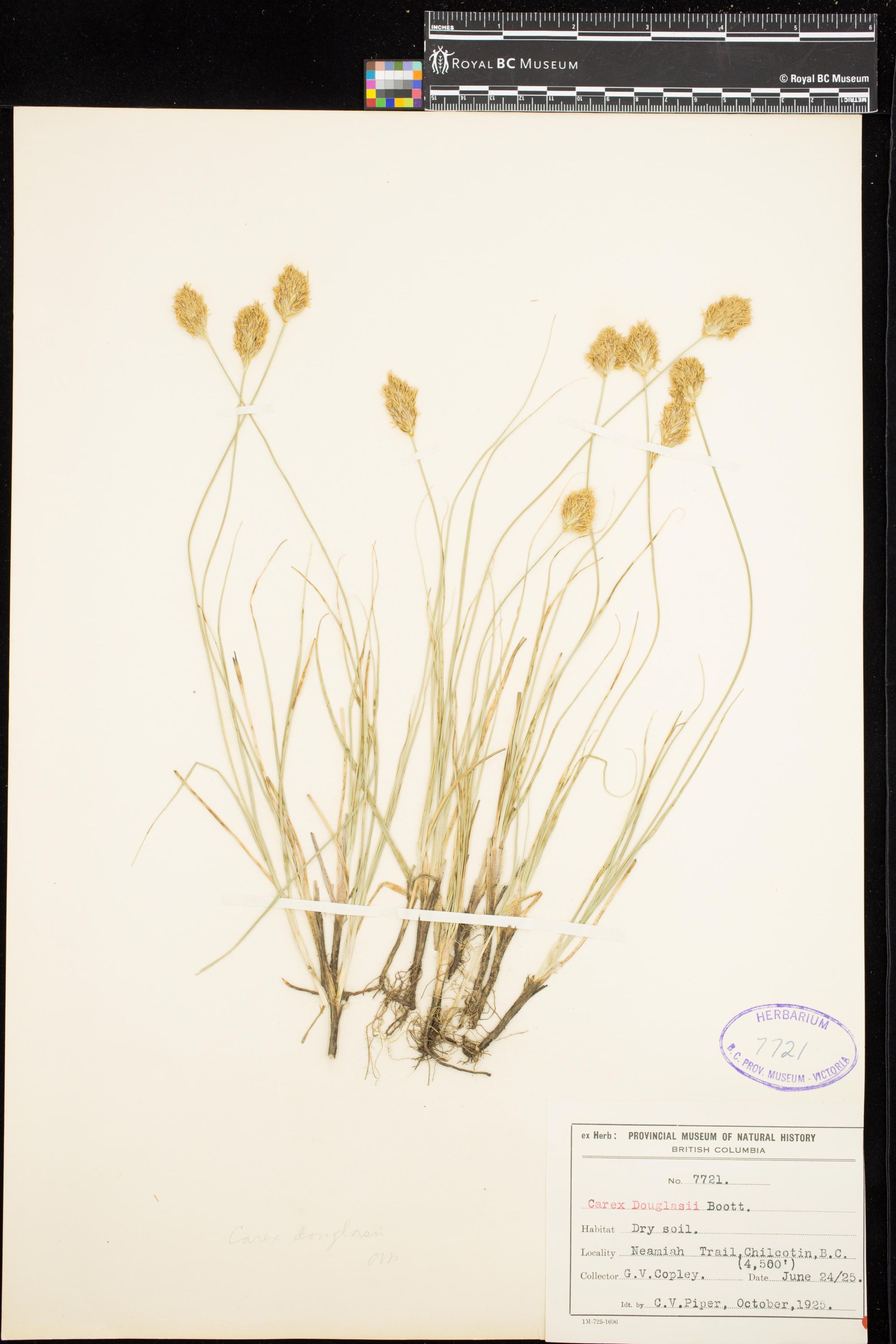 Image representing Carex douglasii.