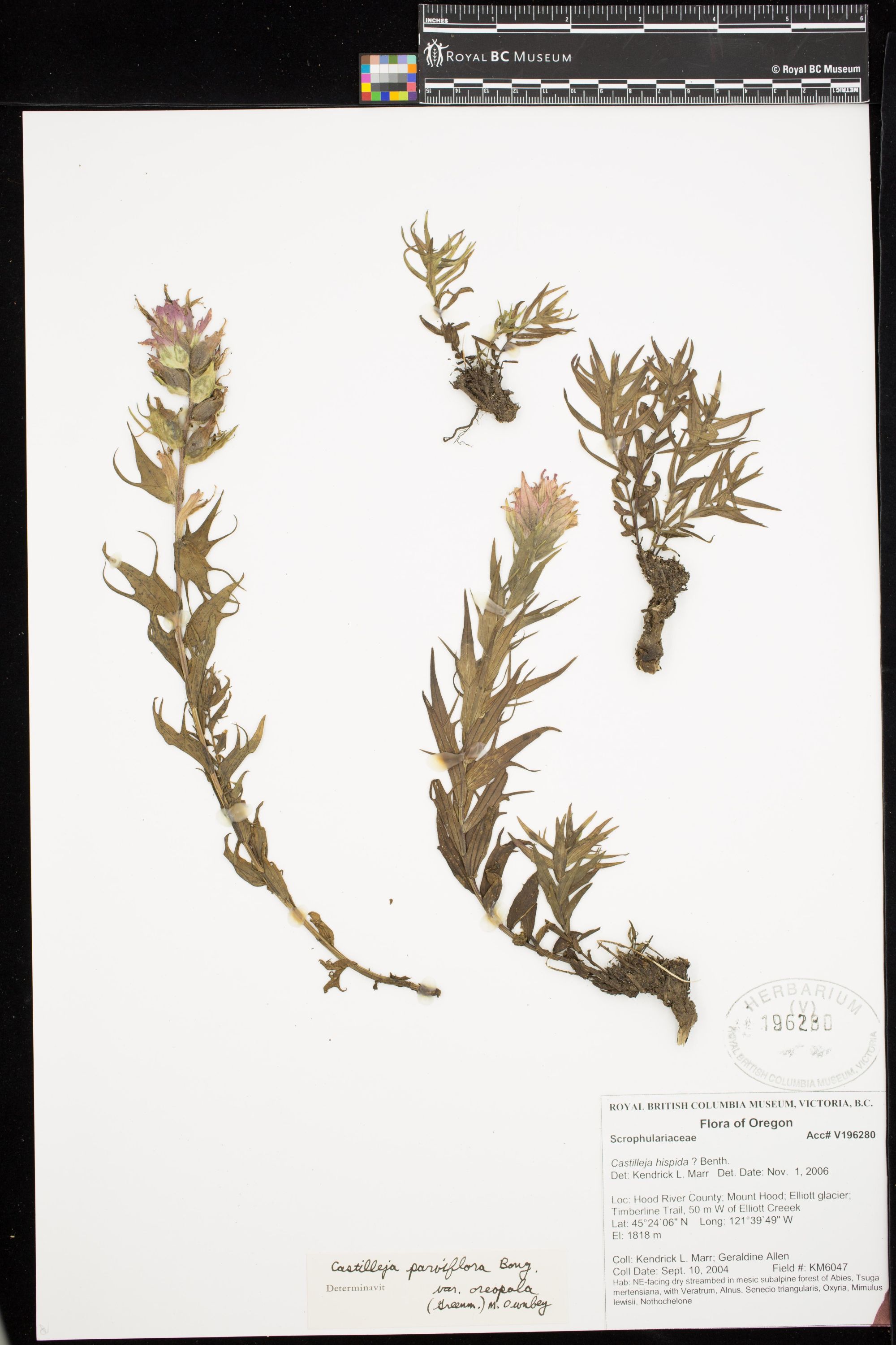 Image representing Castilleja parviflora var. oreopola.