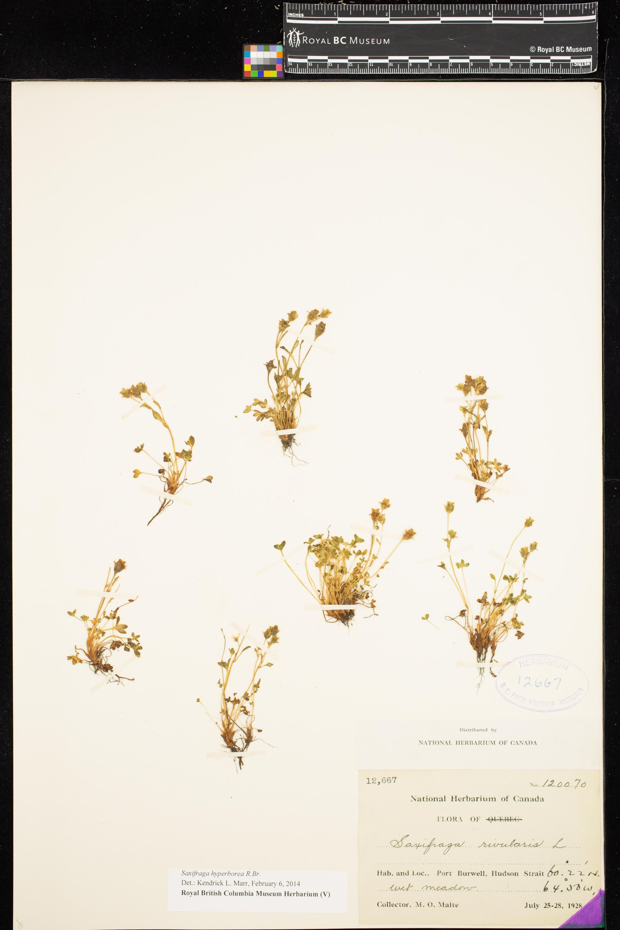 Image representing Saxifraga hyperborea.