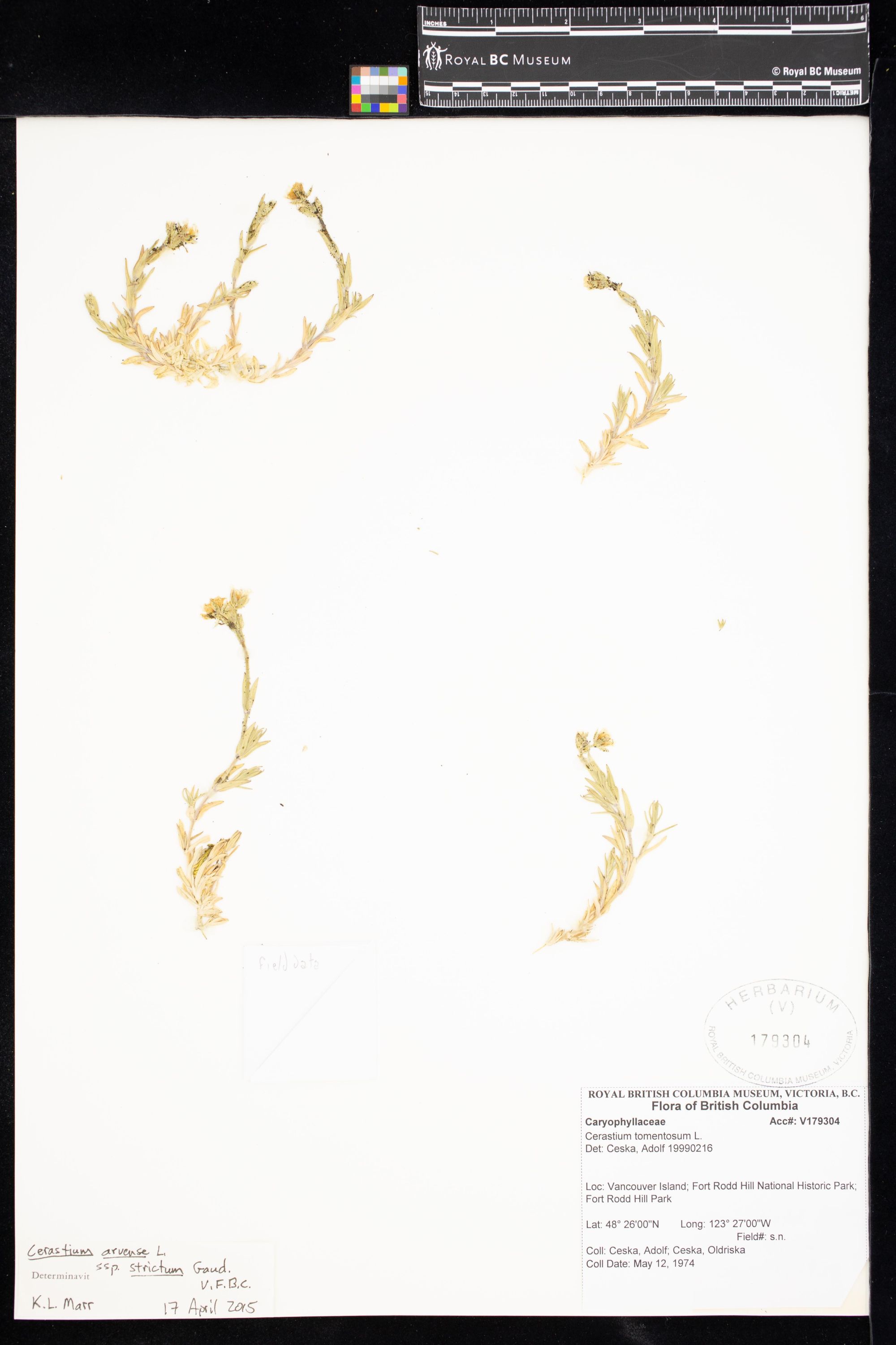 Image representing Cerastium arvense ssp. strictum.