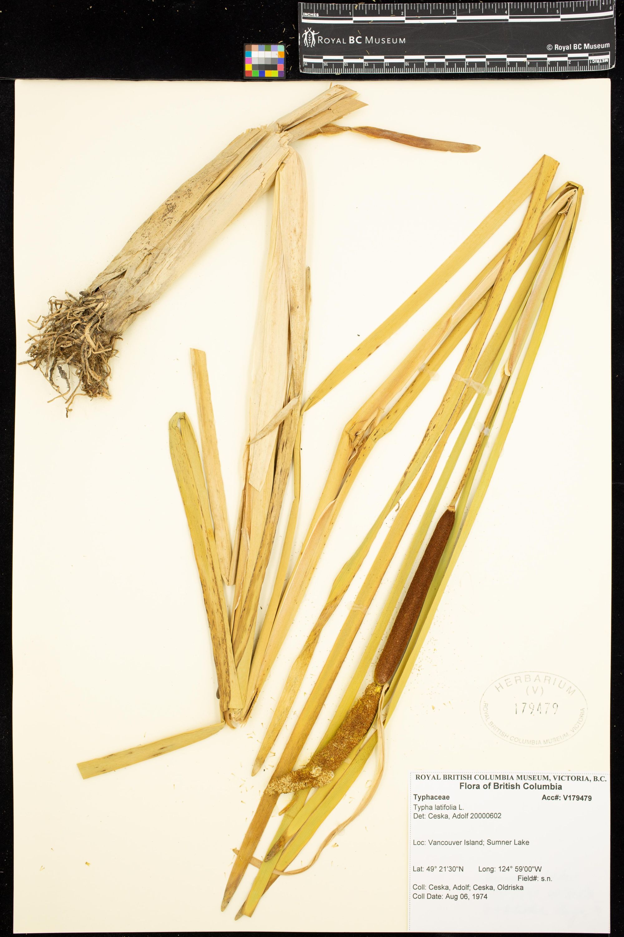 Image représentant Typha X glauca
