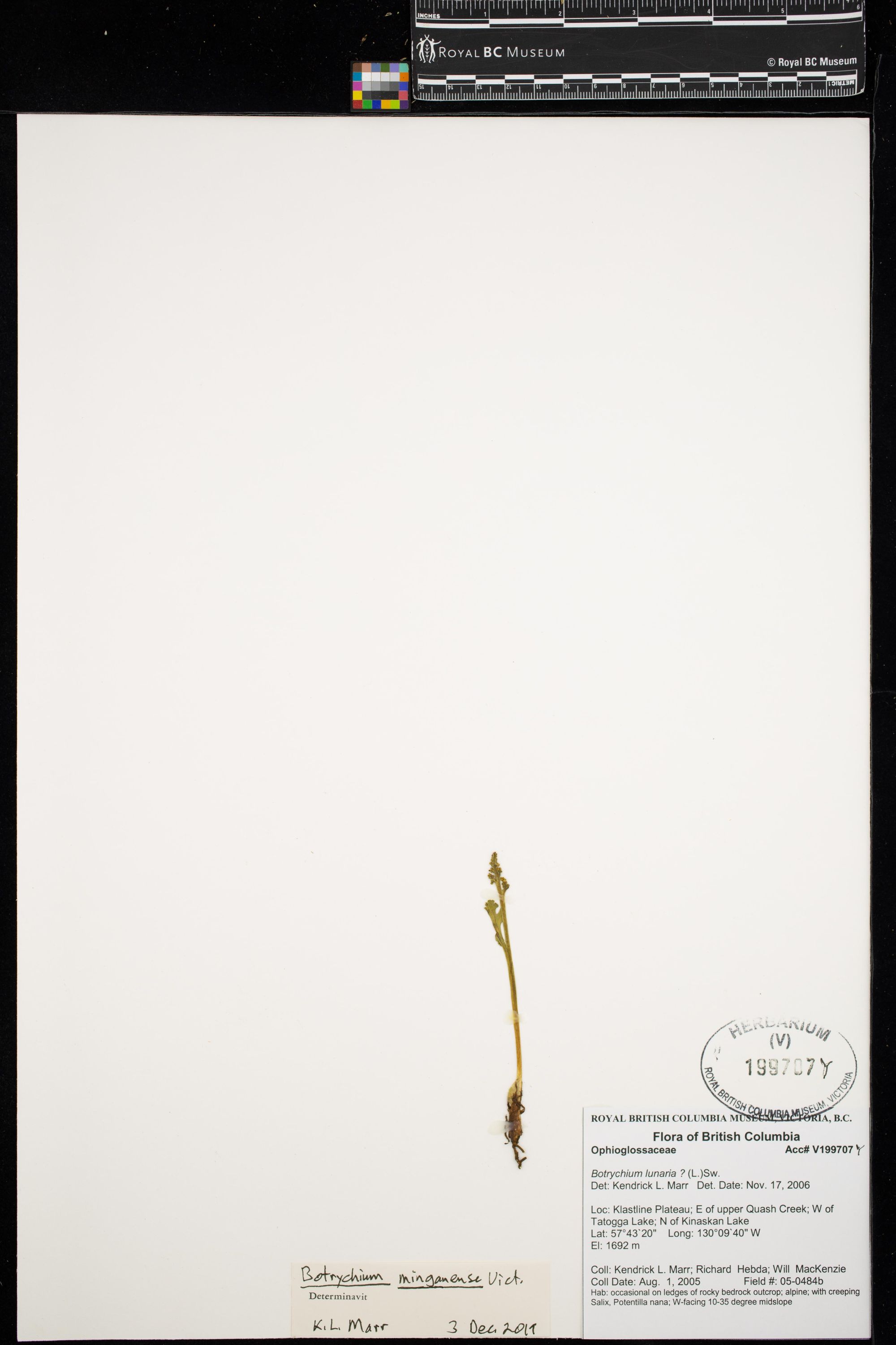 Image representing Botrychium minganense.