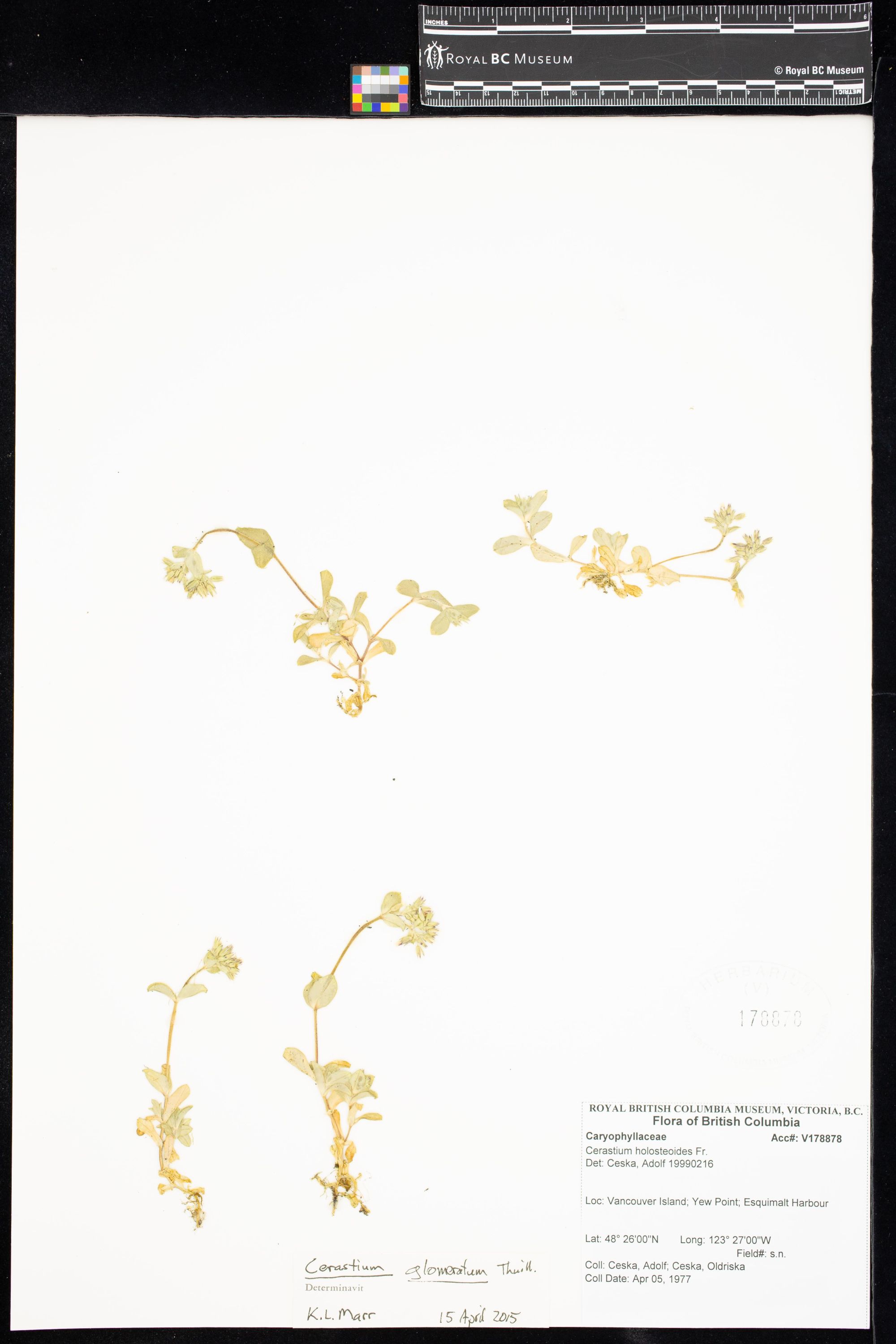 Image representing Cerastium glomeratum.