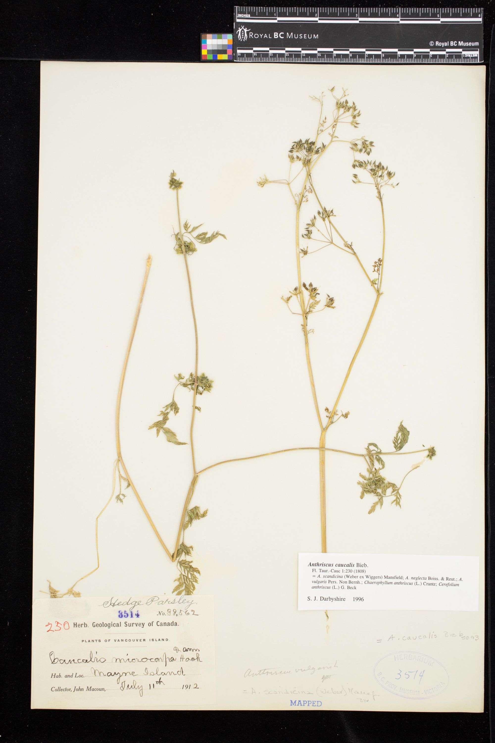 Image representing Anthriscus caucalis.