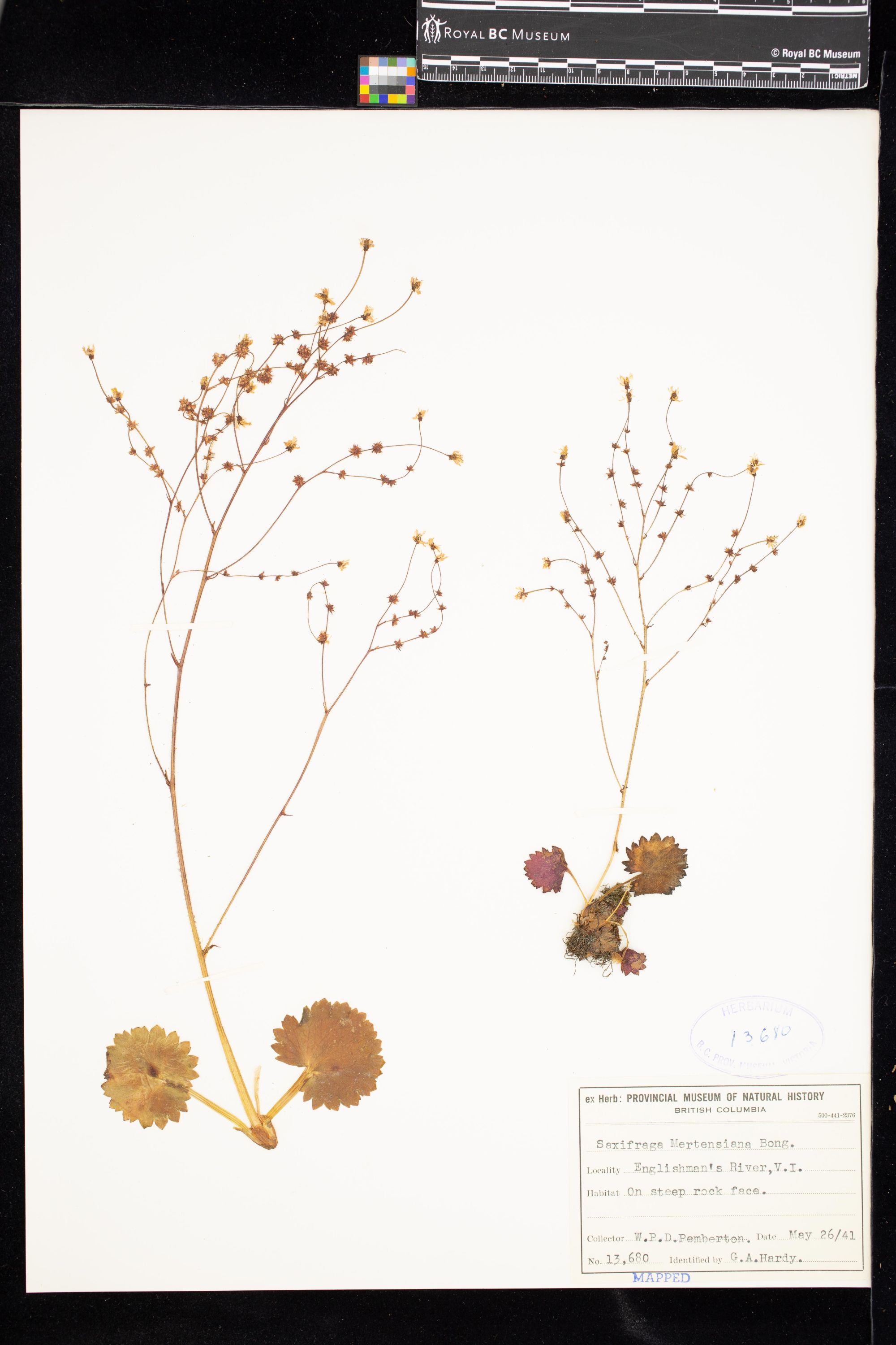 Image representing Saxifraga mertensiana.