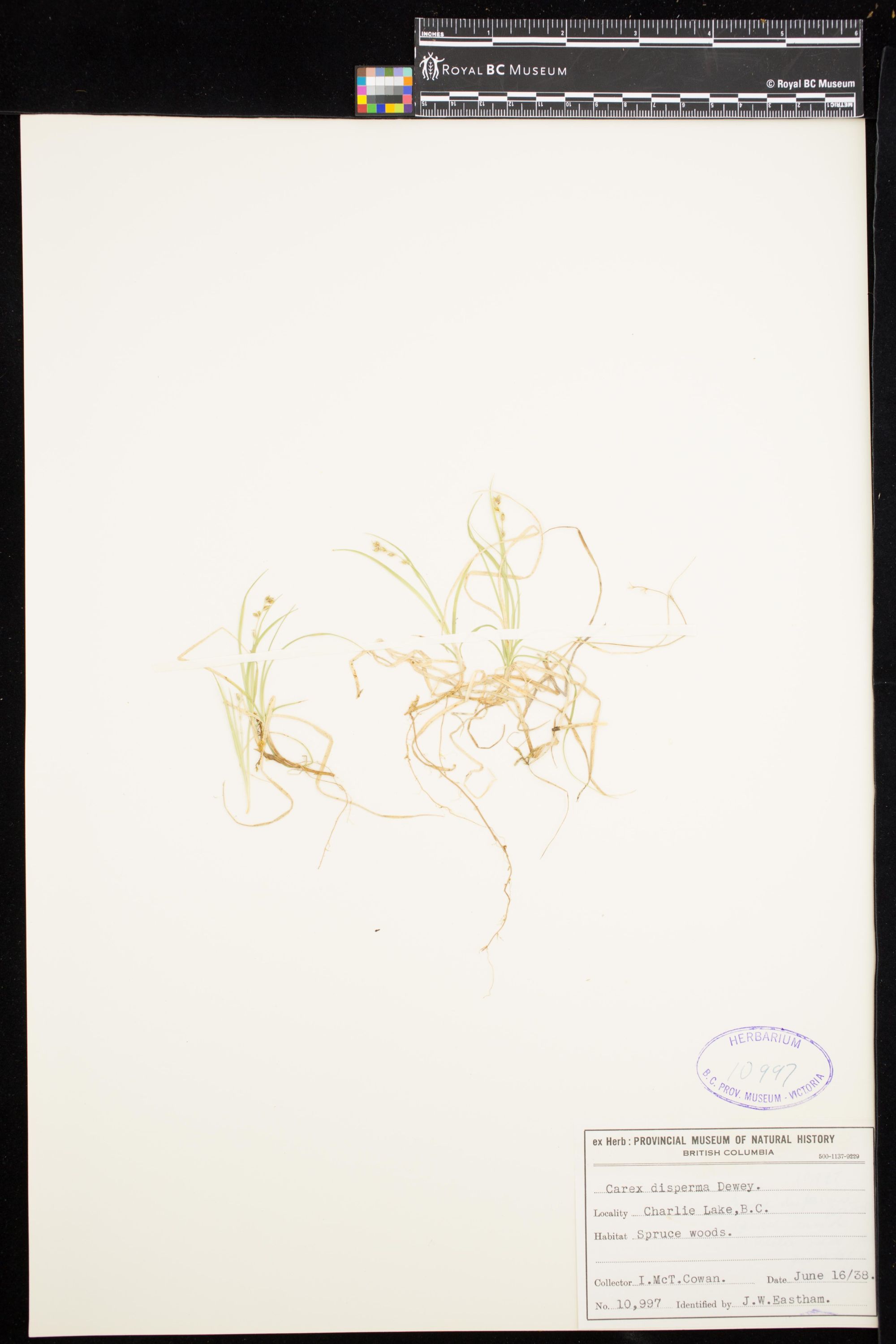 Image representing Carex disperma.