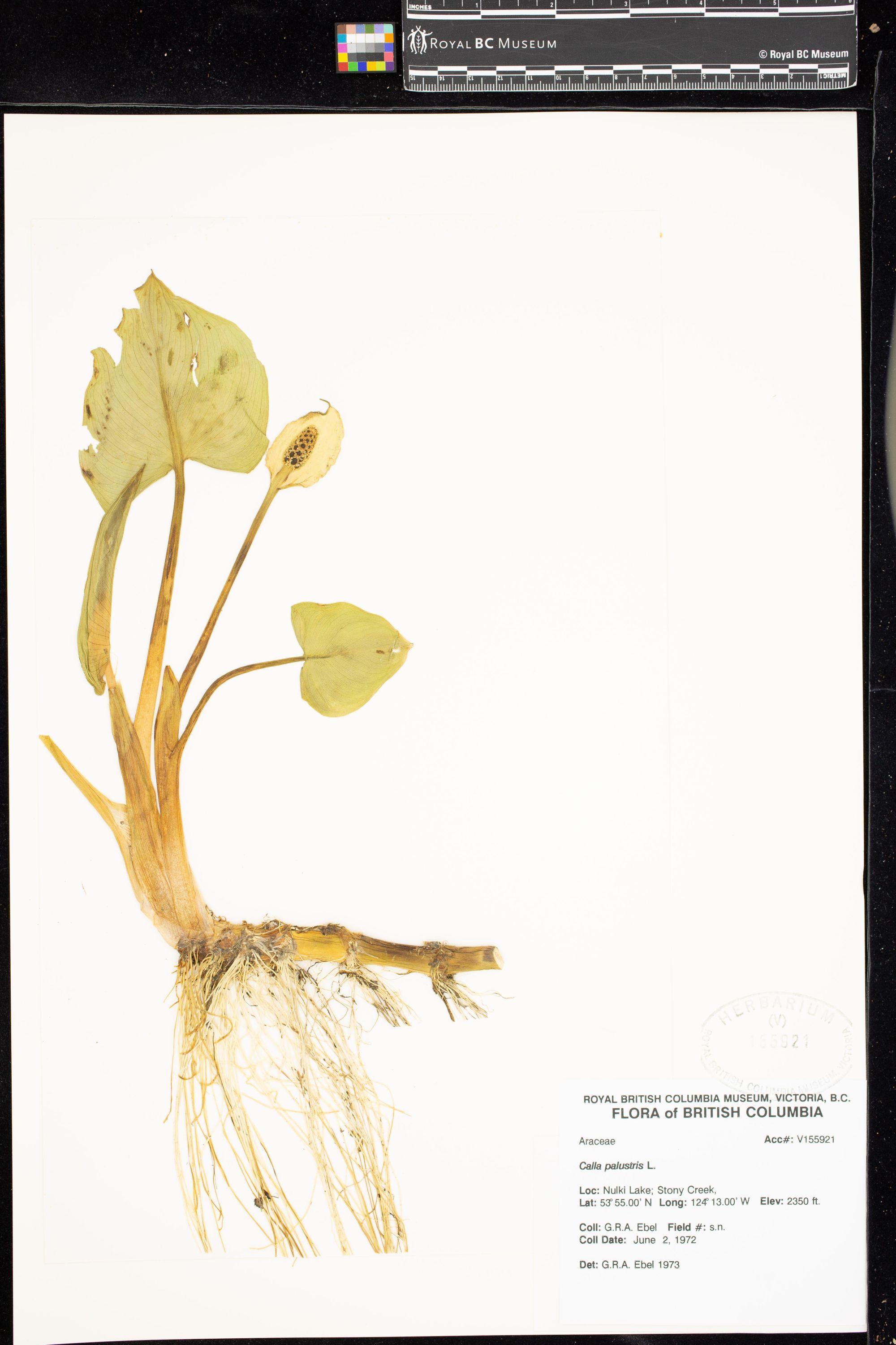 Image representing Calla palustris.